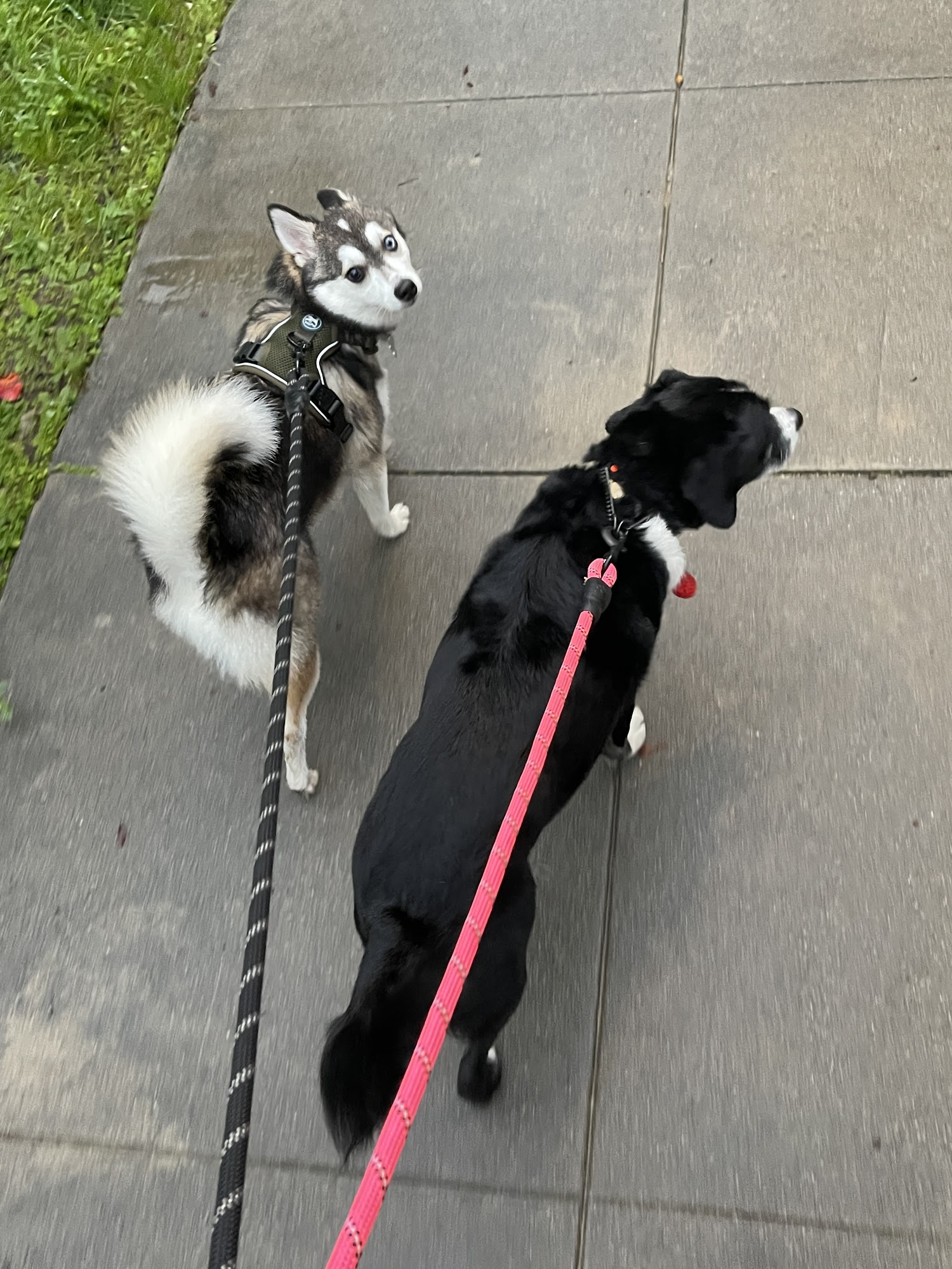 Happy Heart Pet Care Los Angeles