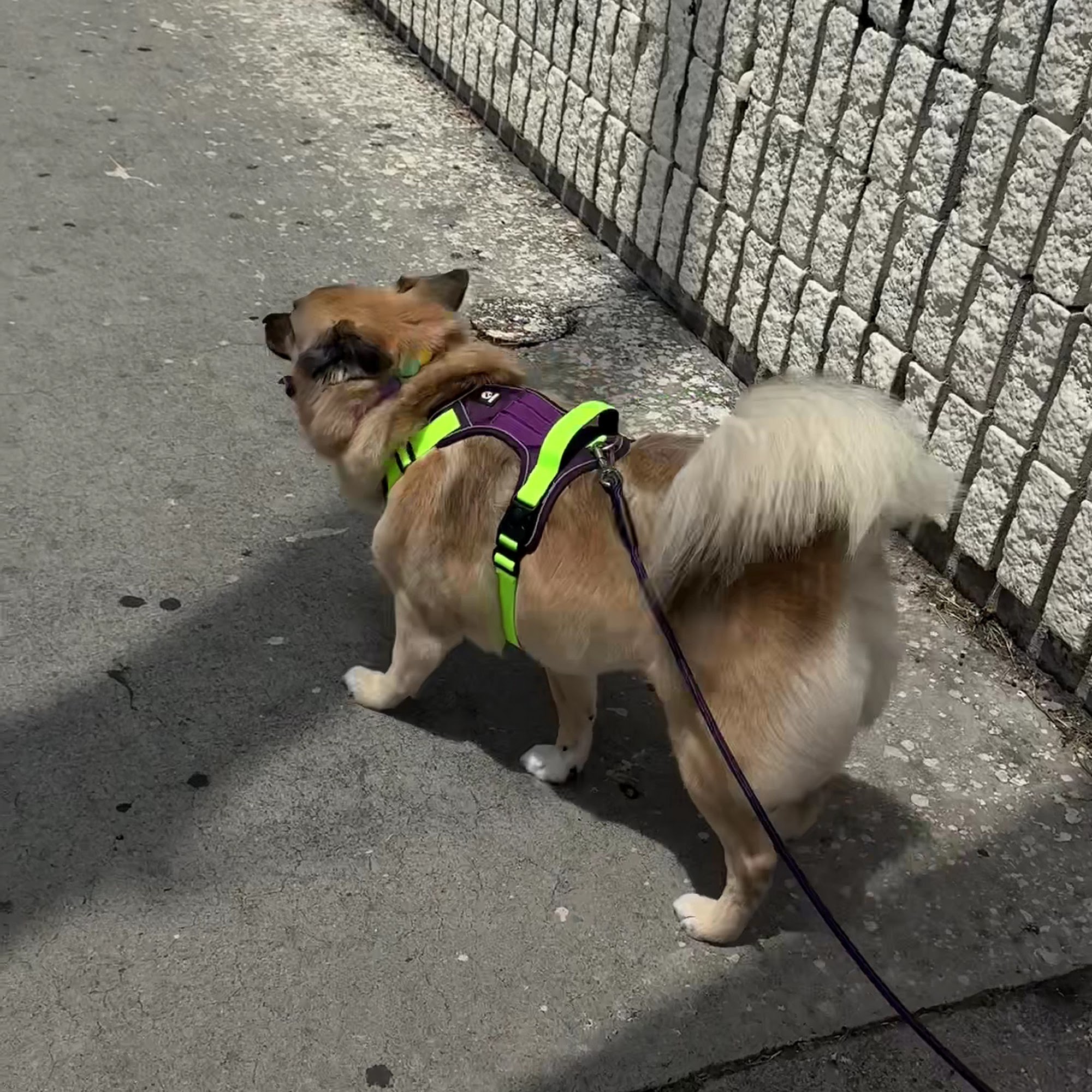 21Pooch Dog & Cat grooming salon Los Angeles