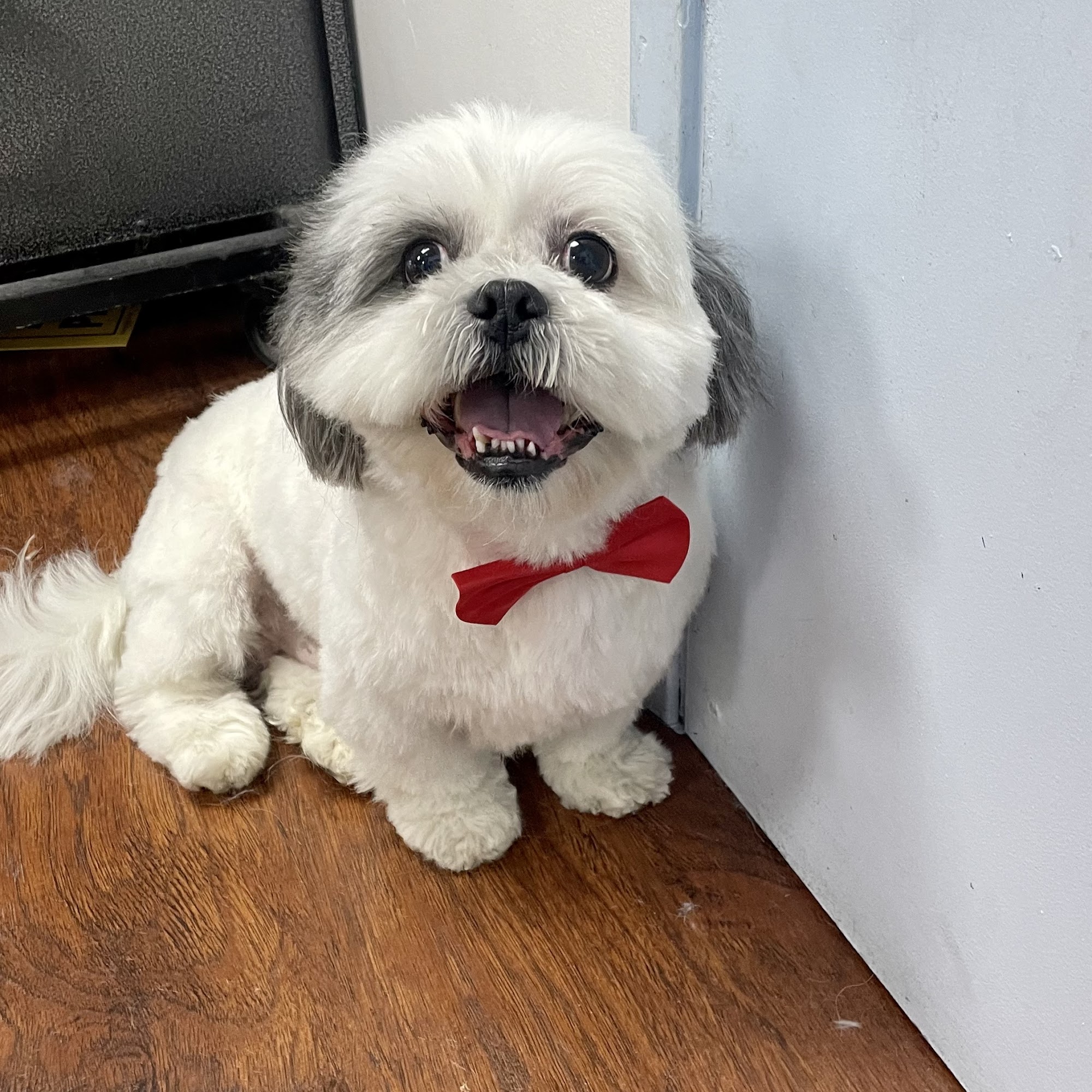 Valentine’s Dog Grooming Los Angeles