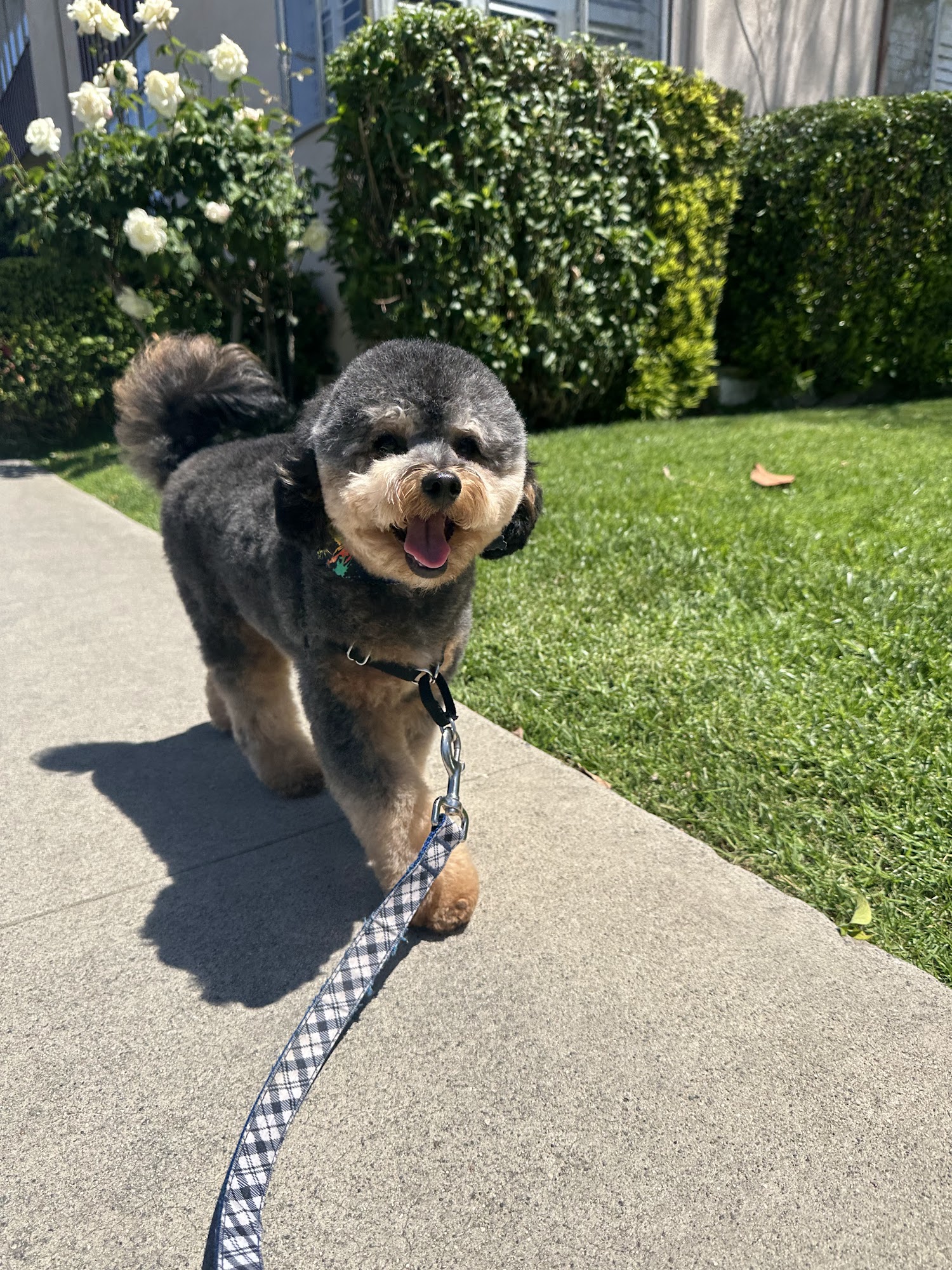 Lovely nose pet grooming Los Angeles