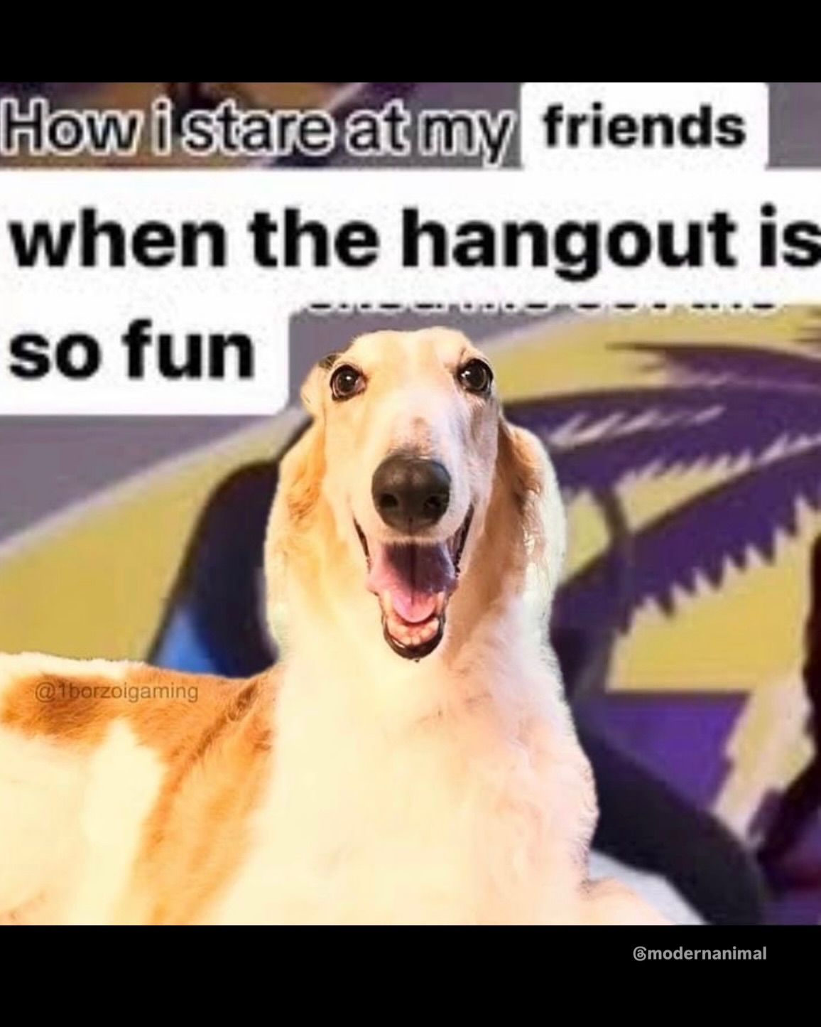 Modern Animal Los Angeles