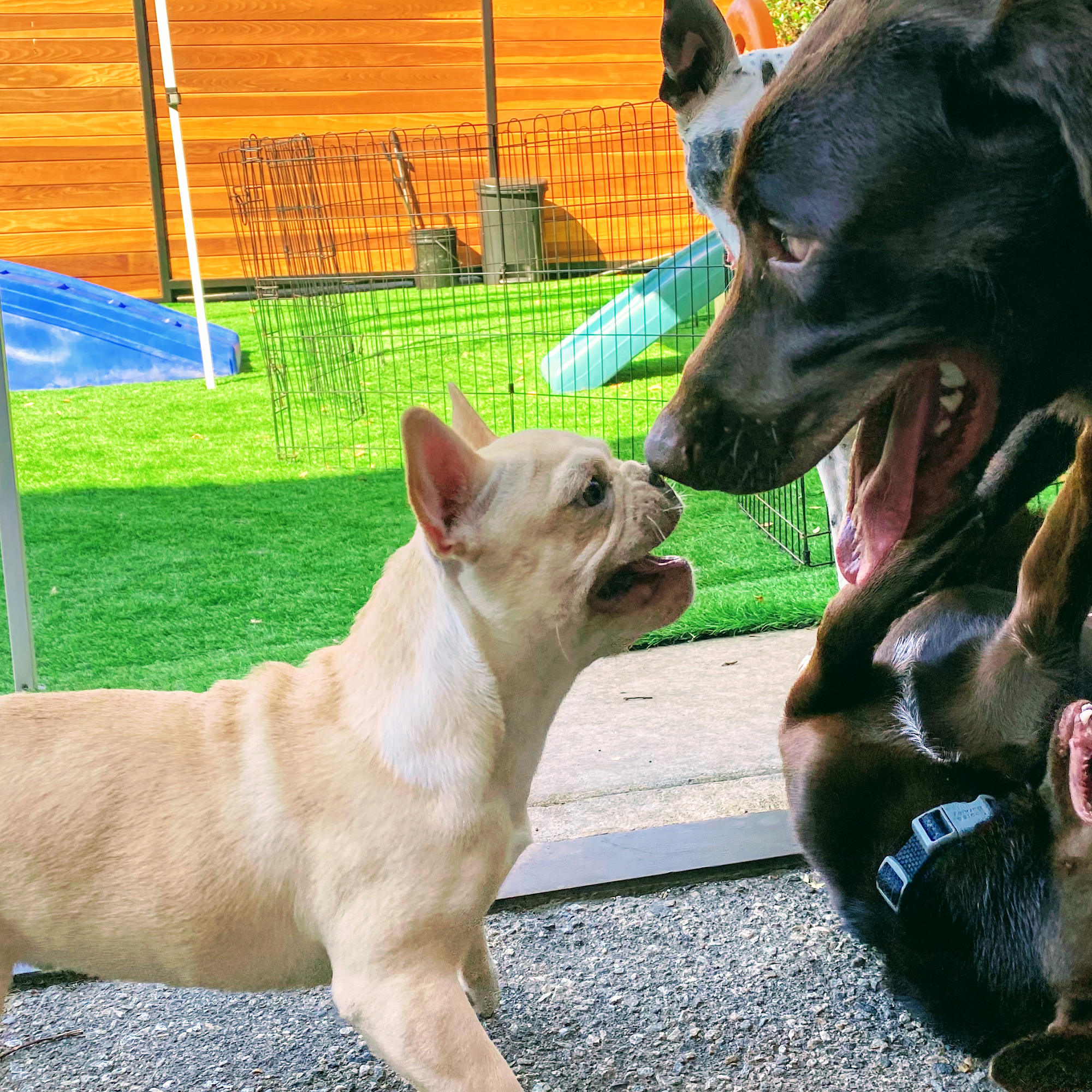 The Ranch Dog Training Los Angeles