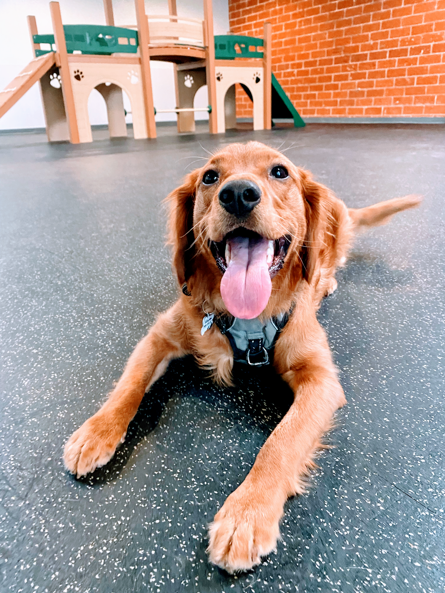 The Ranch Dog Training Los Angeles