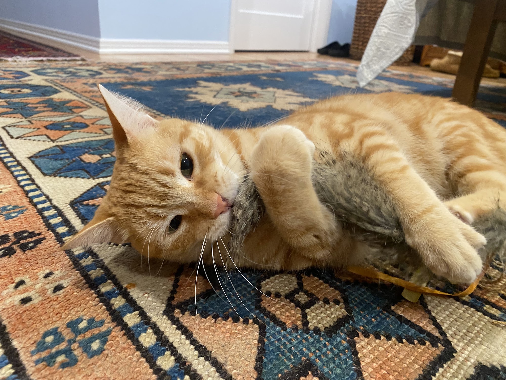 K-9 KATS PET SITTING Los Angeles