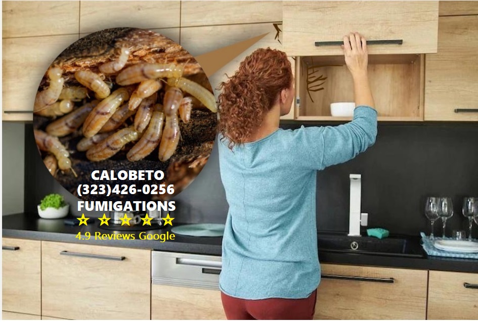 Calobeto Fumigaciones