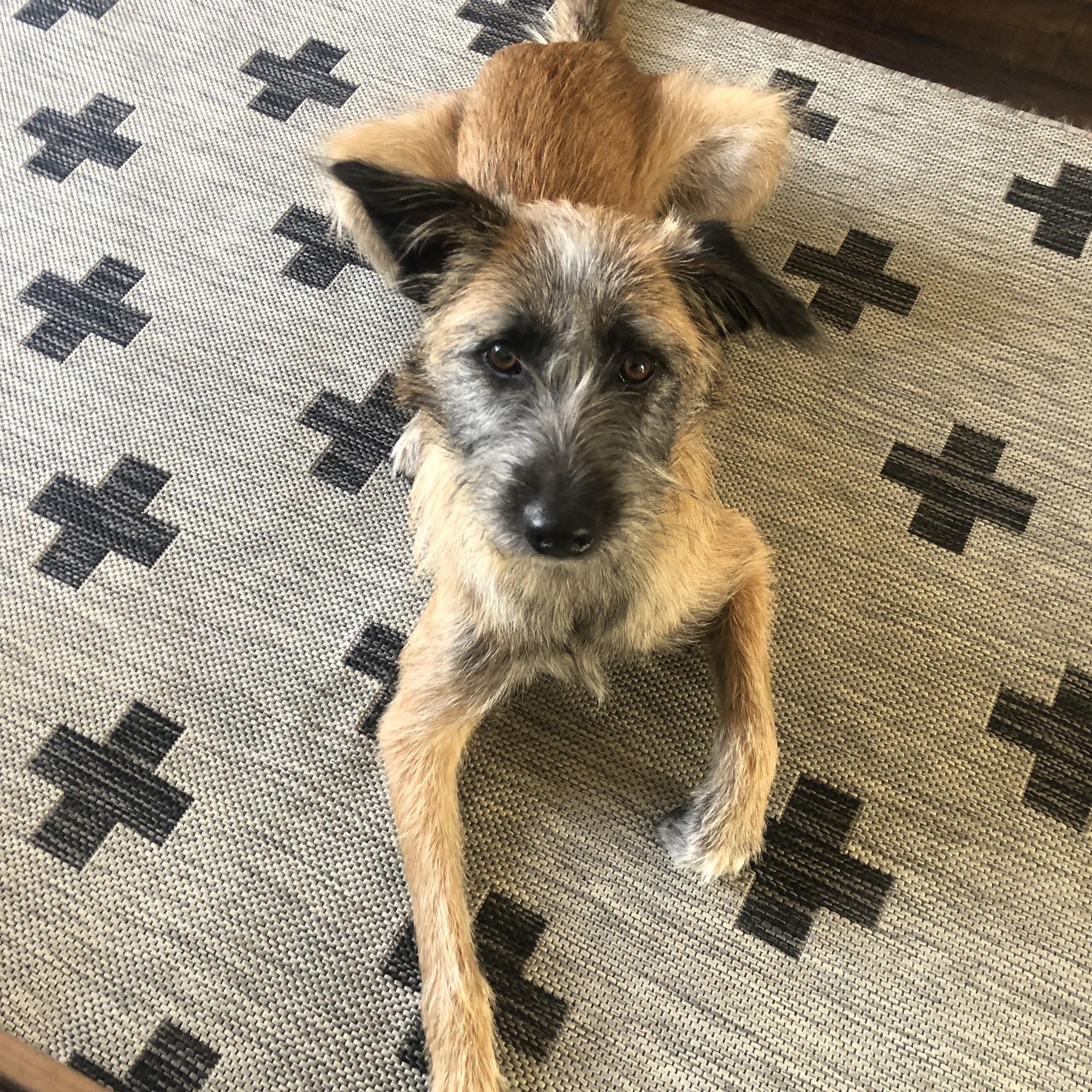 SoCal K9 Consulting Los Angeles