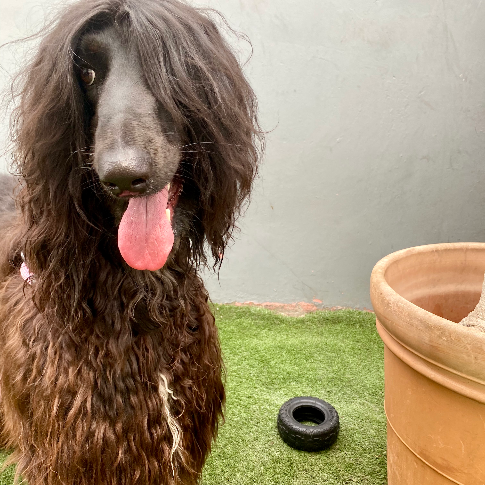 Southern California Pet Transport Los Angeles