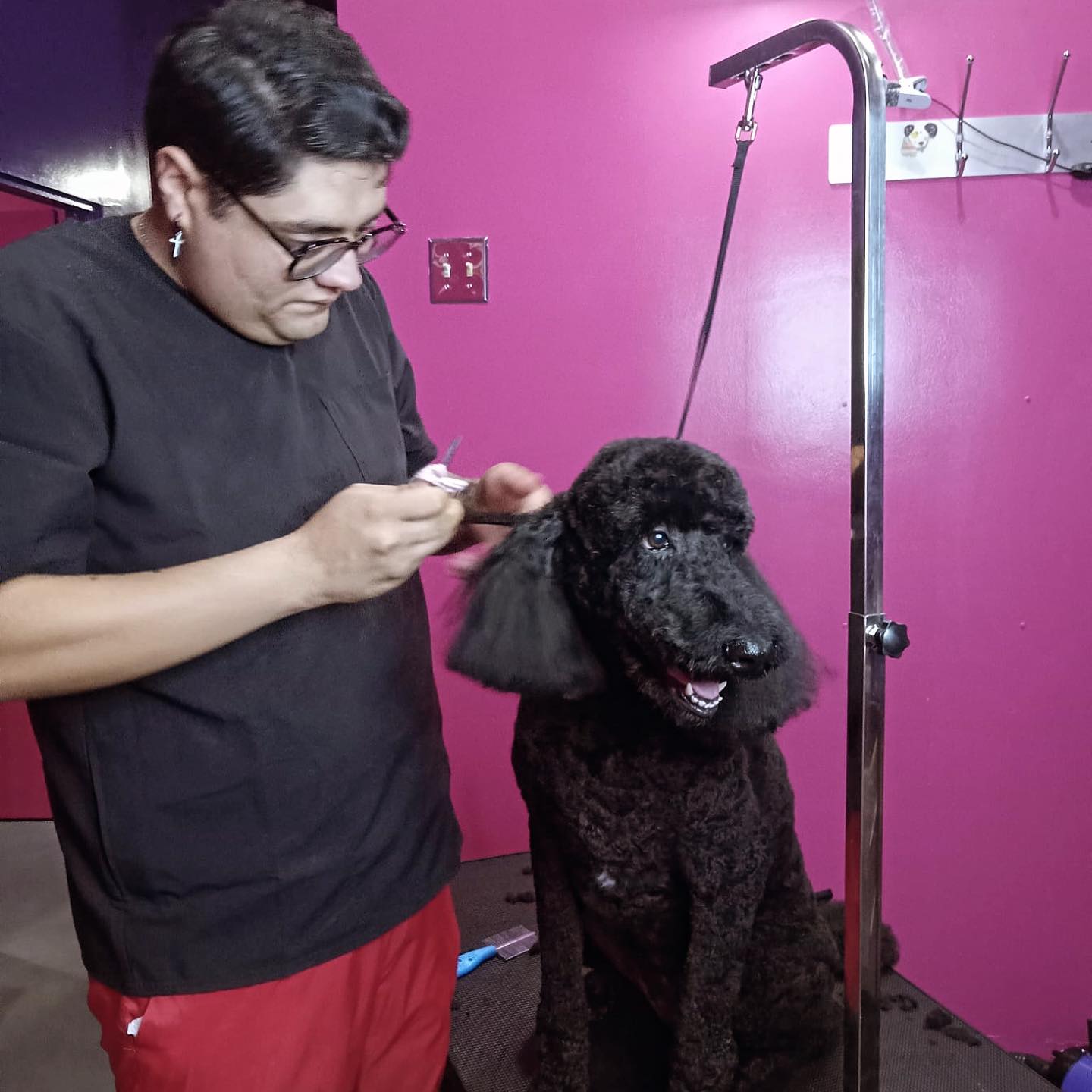 Hollywoof Pets