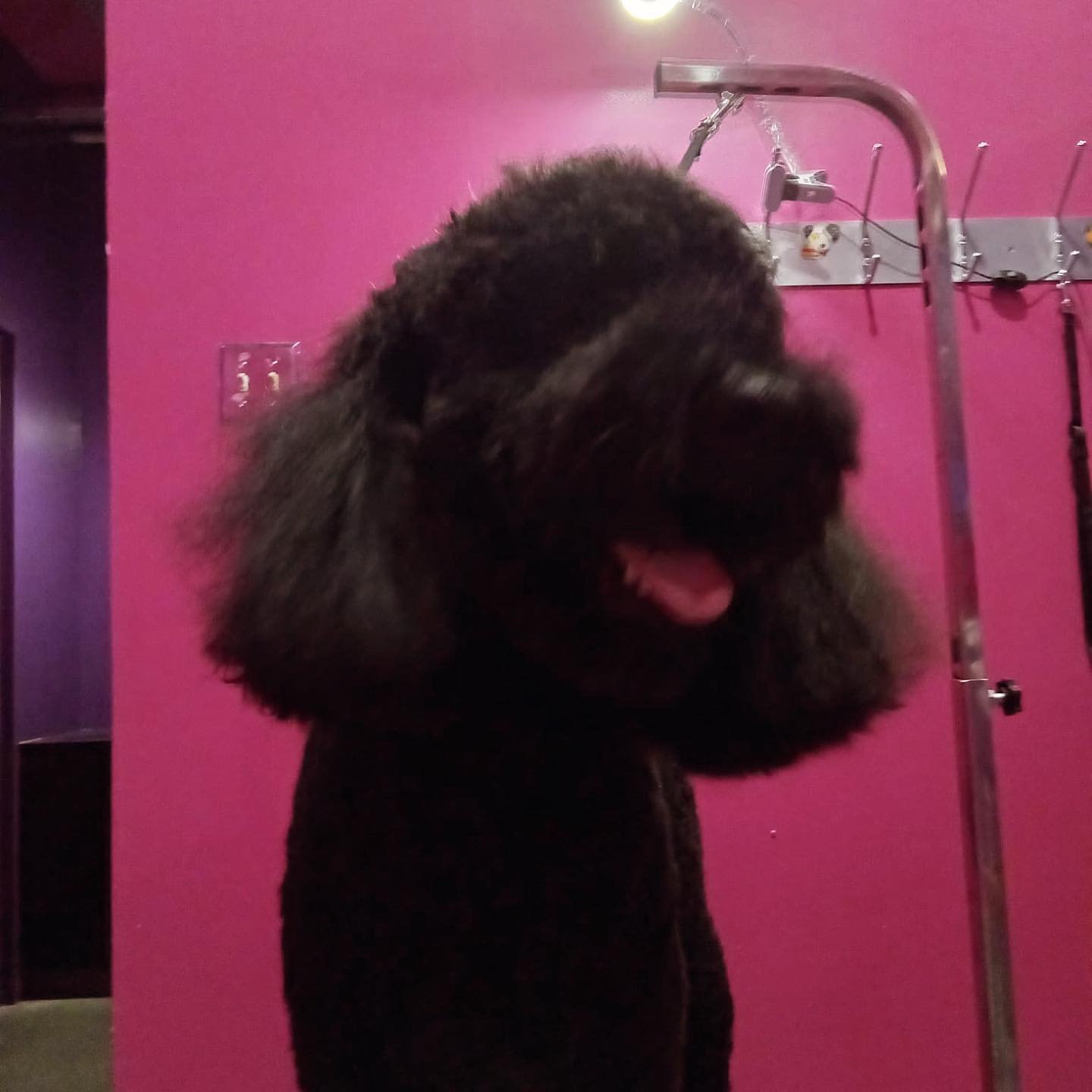 Hollywoof Pets