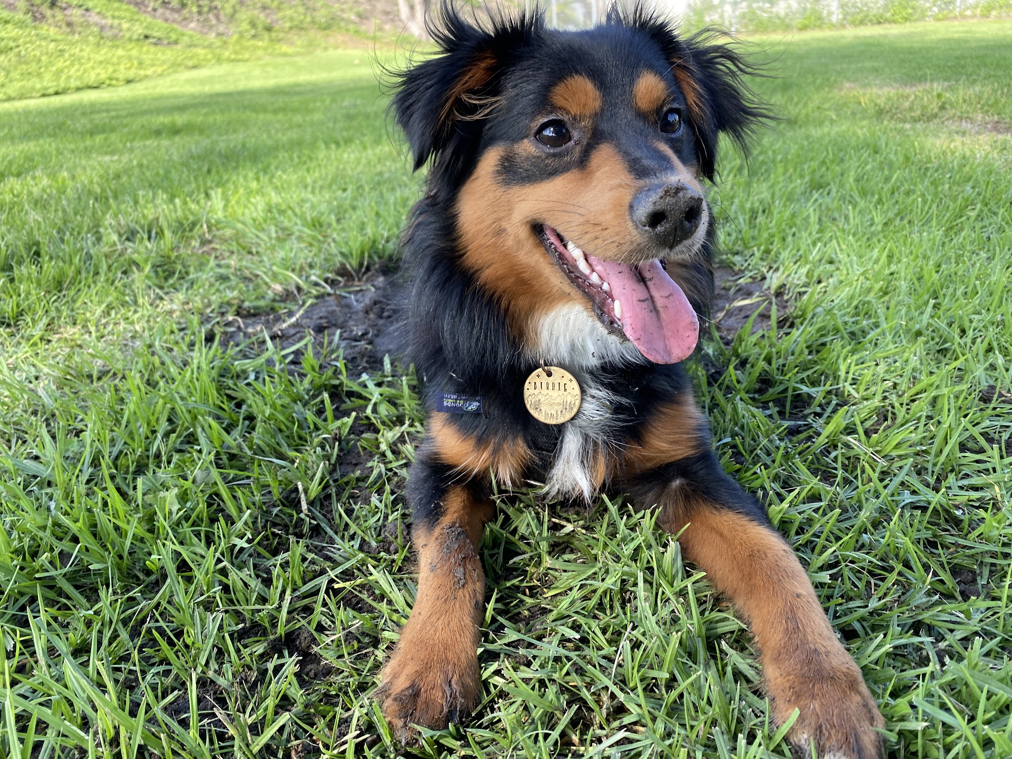 Muttineer Dog Training Los Angeles