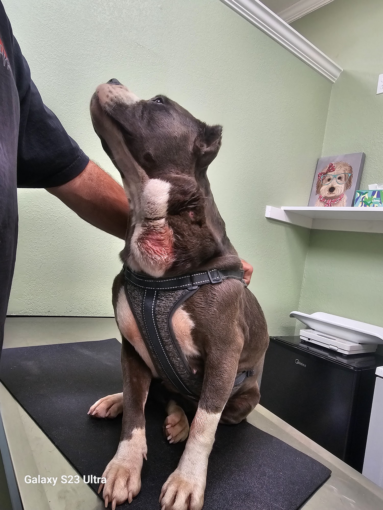 Florence Veterinary Hospital Los Banos