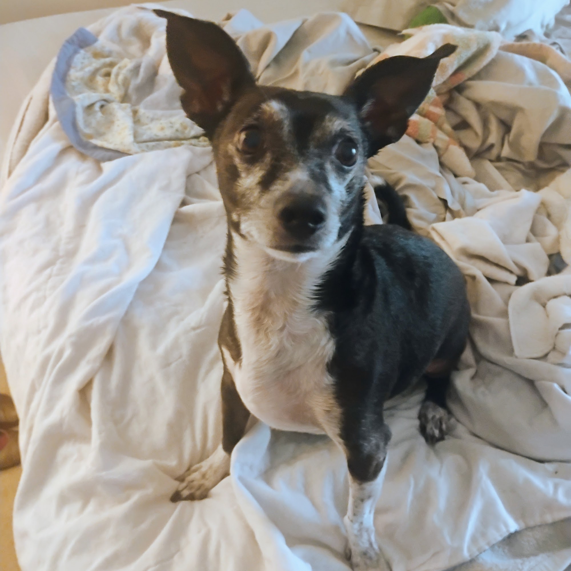 Summit Veterinary Hospital Los Gatos