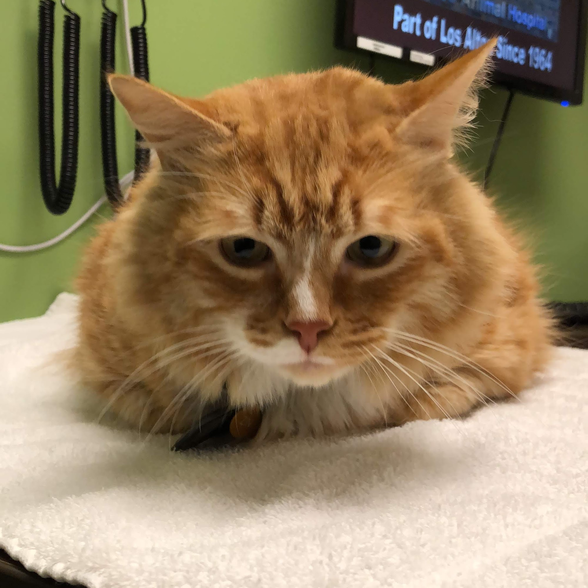 Adobe Animal Hospital South Bay Los Gatos