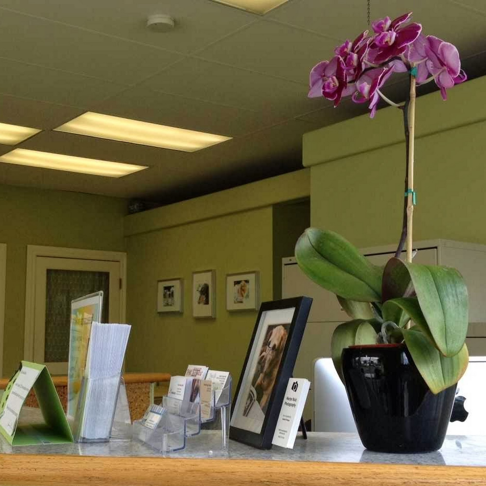 Spa for Pets Los Gatos