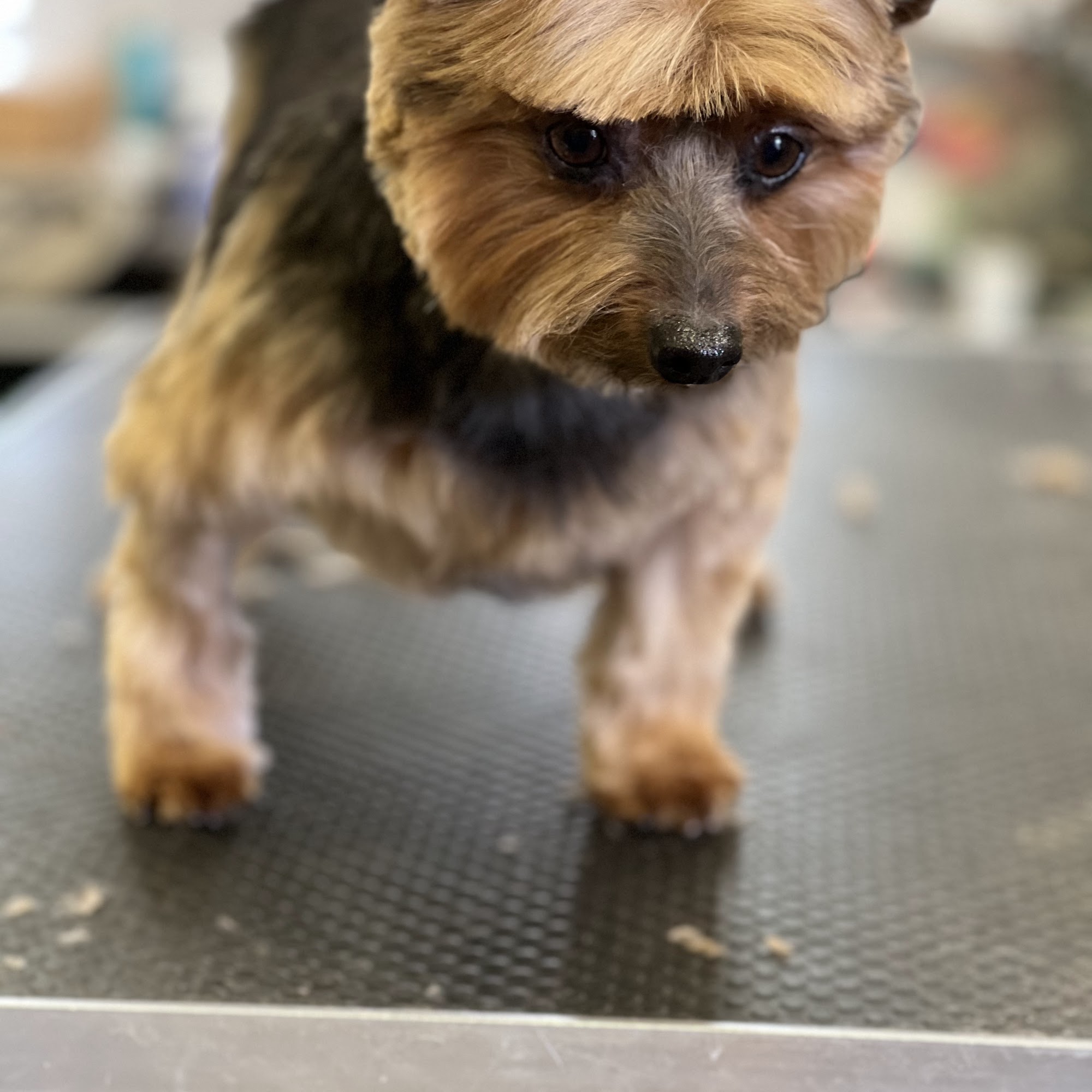 Boulevard Dog Salon Los Gatos