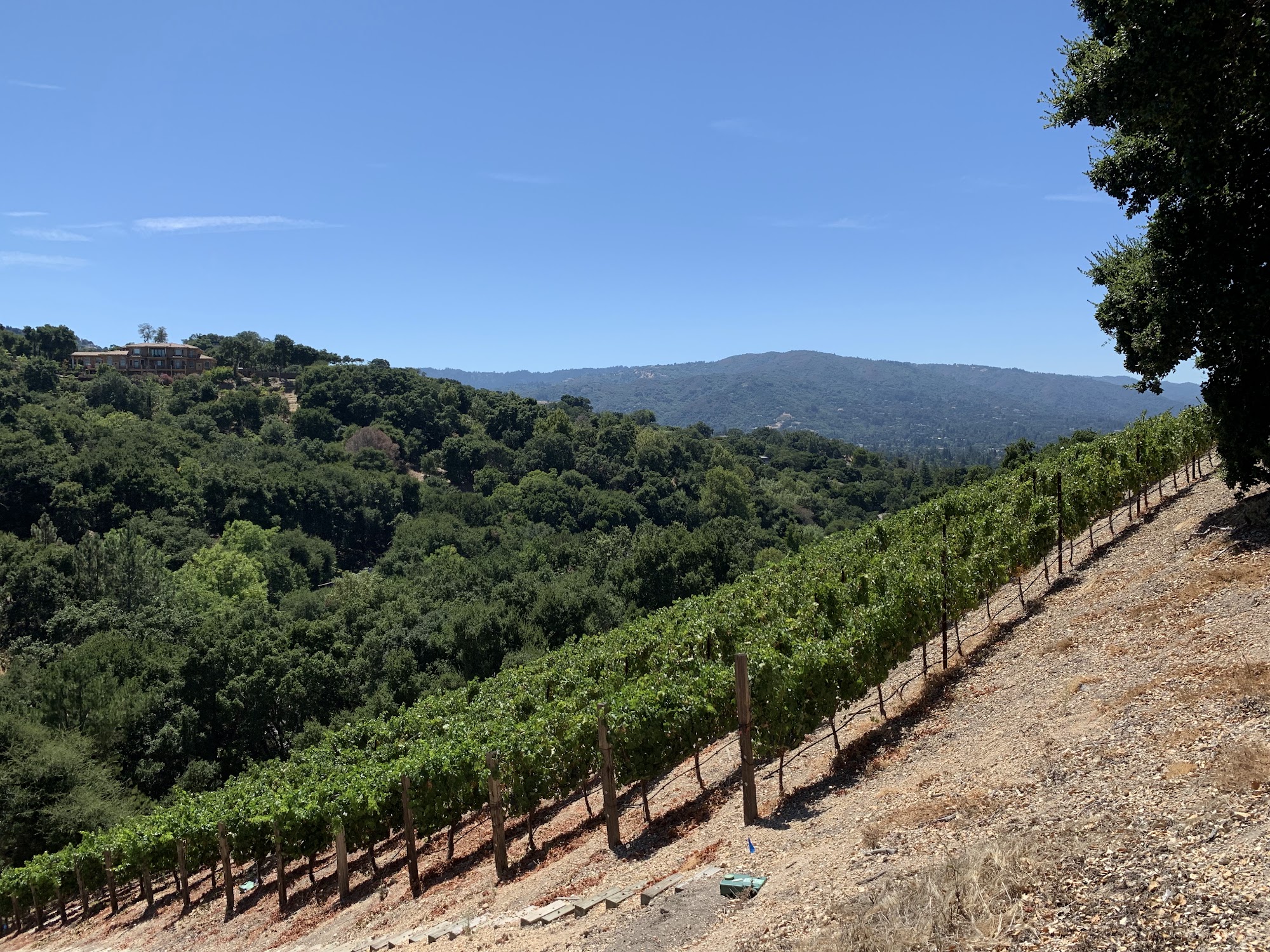 Prolific Vines Vineyard Menu