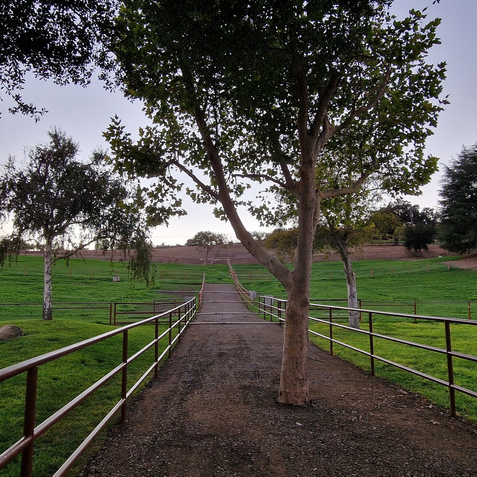 Alamo Pintado Equine Medical: Parks Gregory DVM Los Olivos