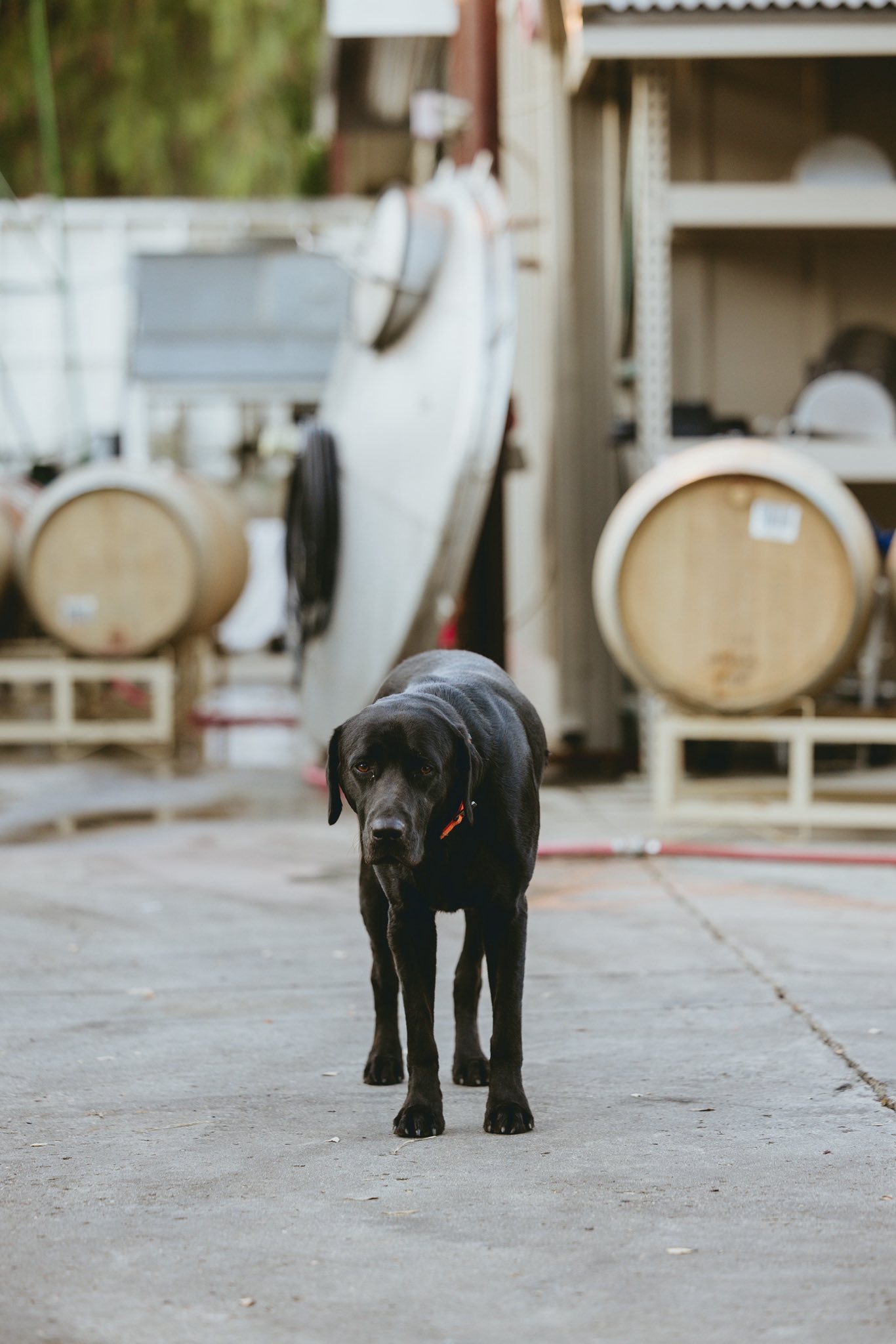 Koehler Winery Los Olivos