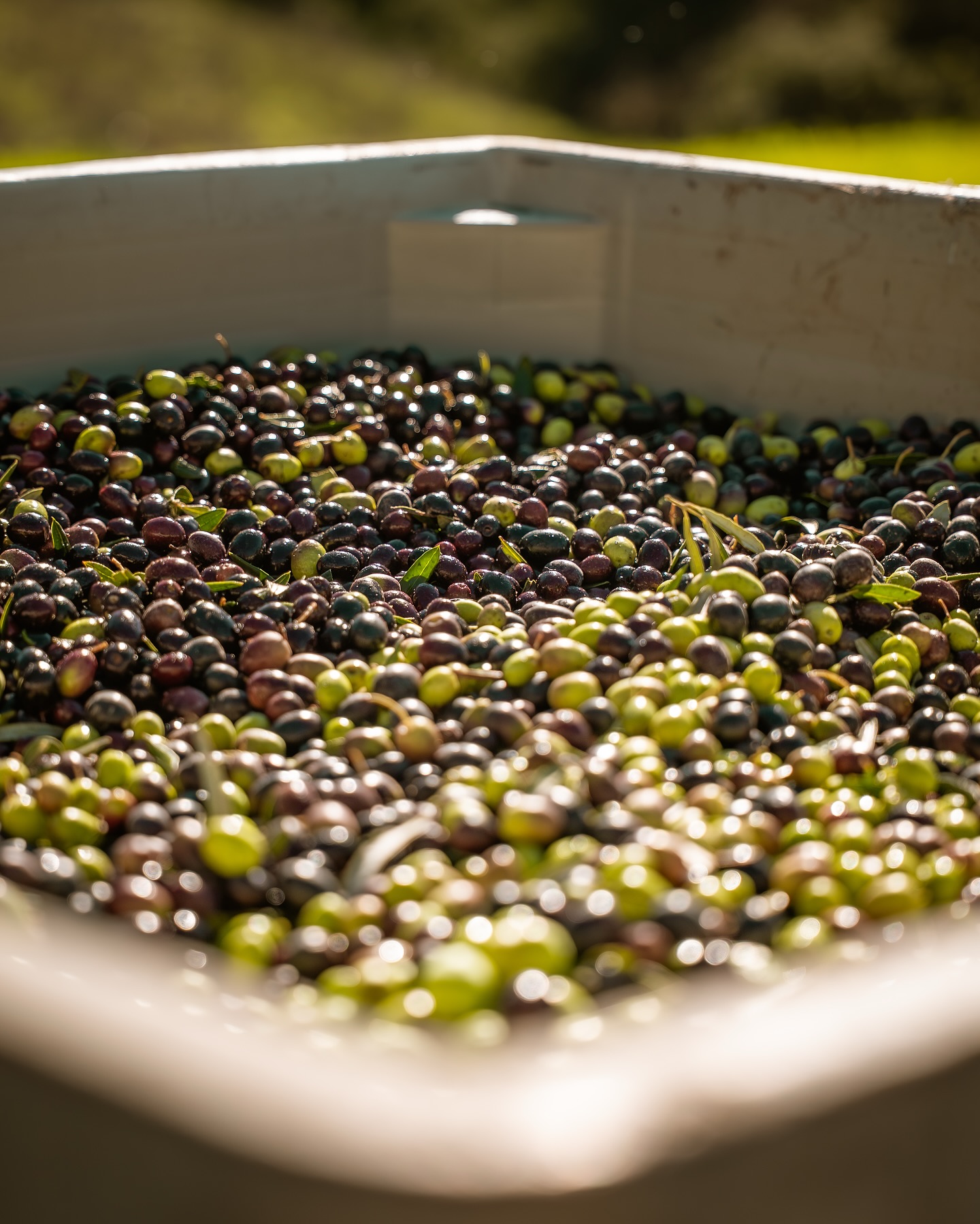 Grimm's Bluff - Tasting Room Los Olivos