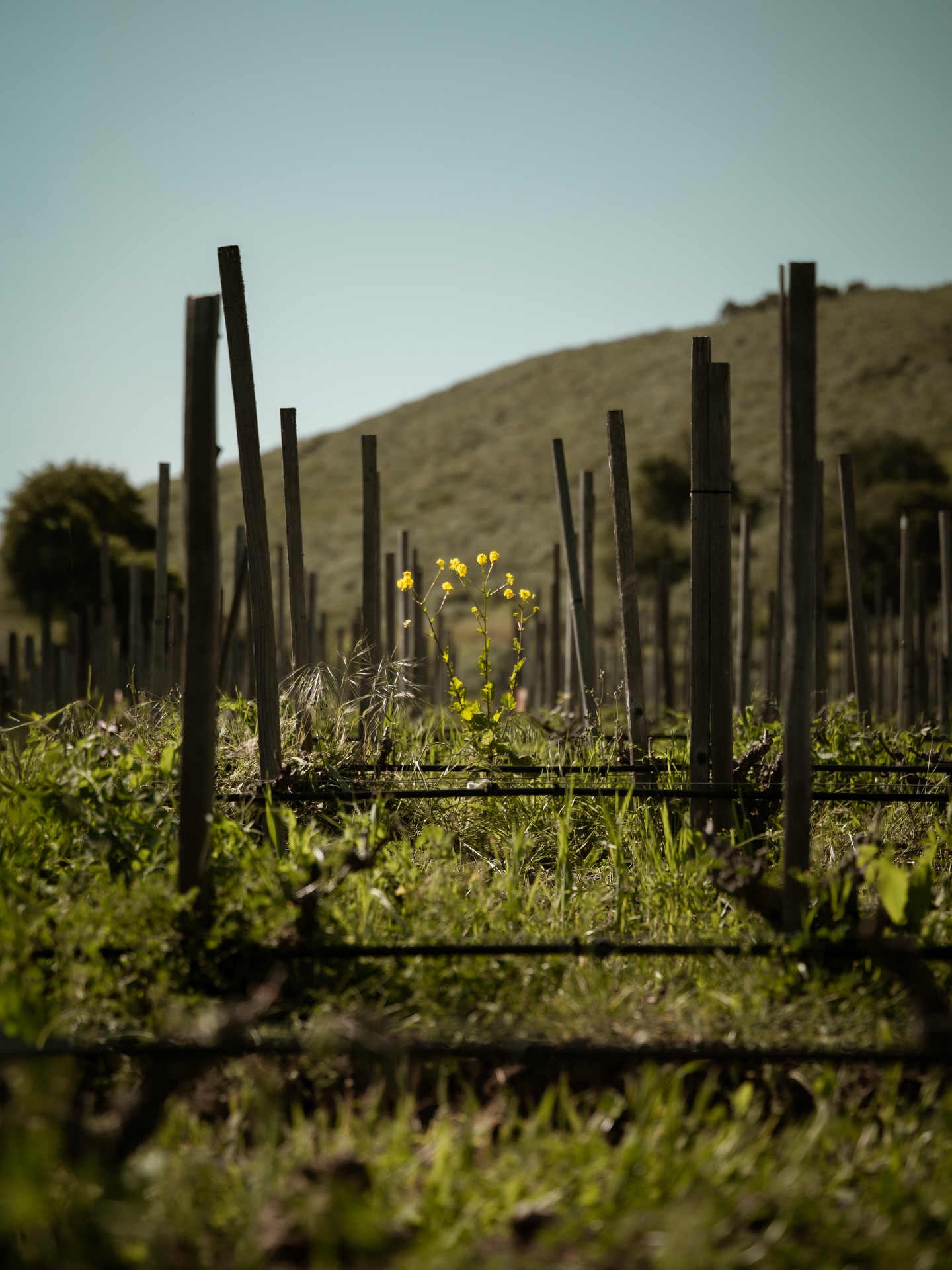 Grimm's Bluff - Tasting Room Los Olivos