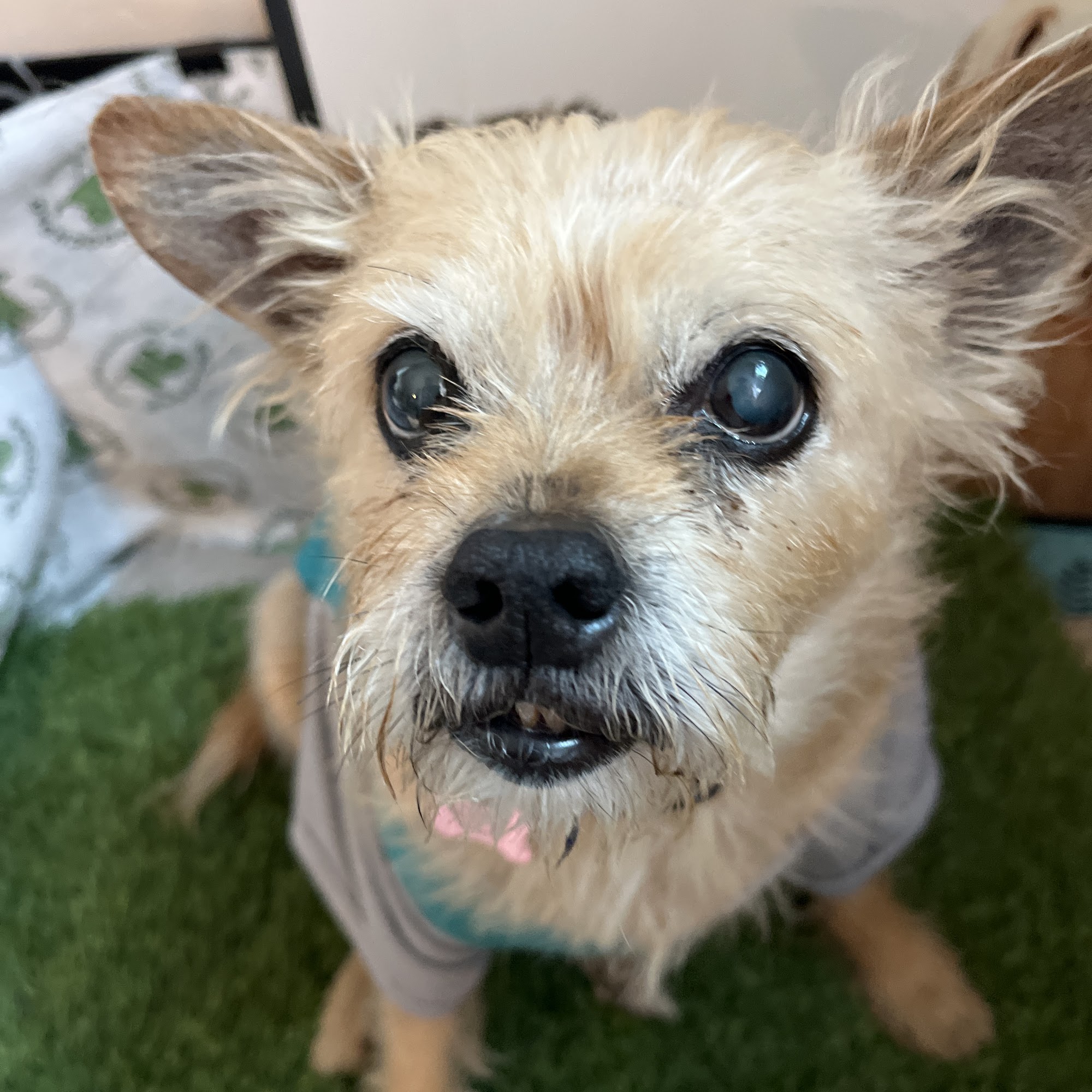 Los Osos Pet Hospital Los Osos