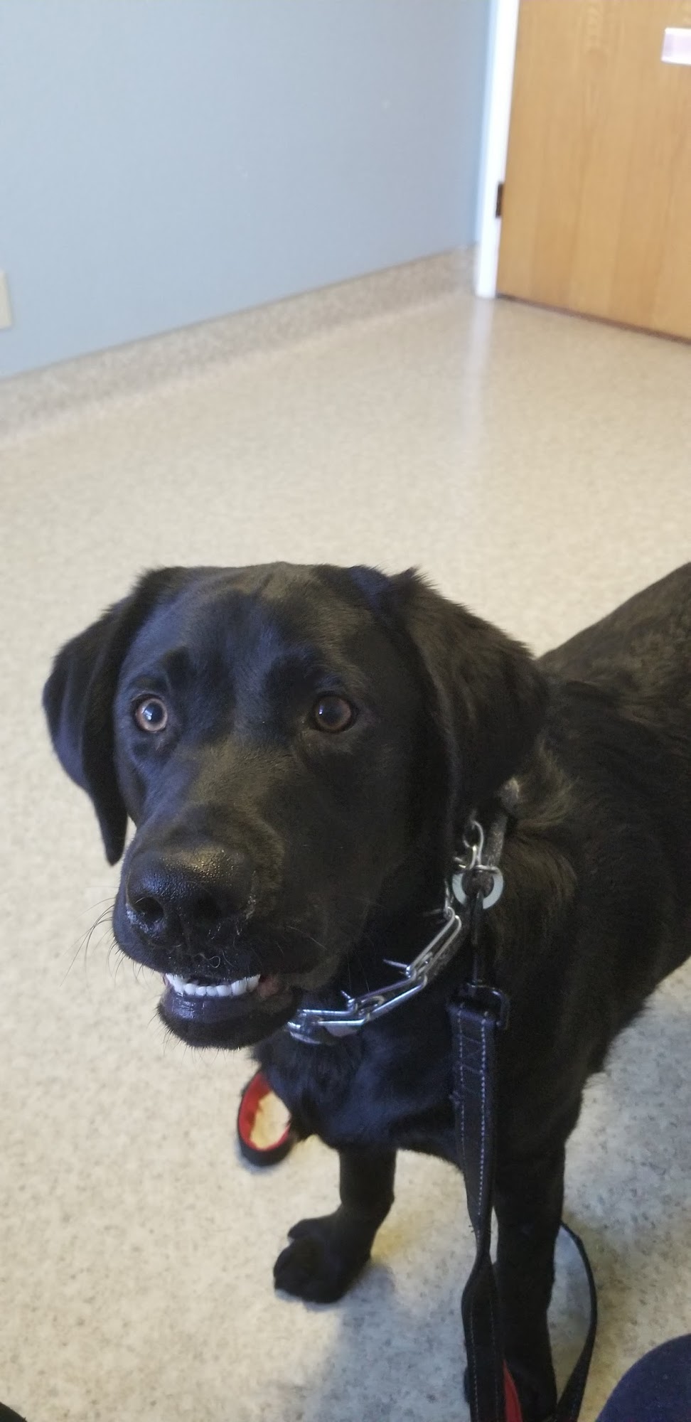 Los Osos Pet Hospital Los Osos