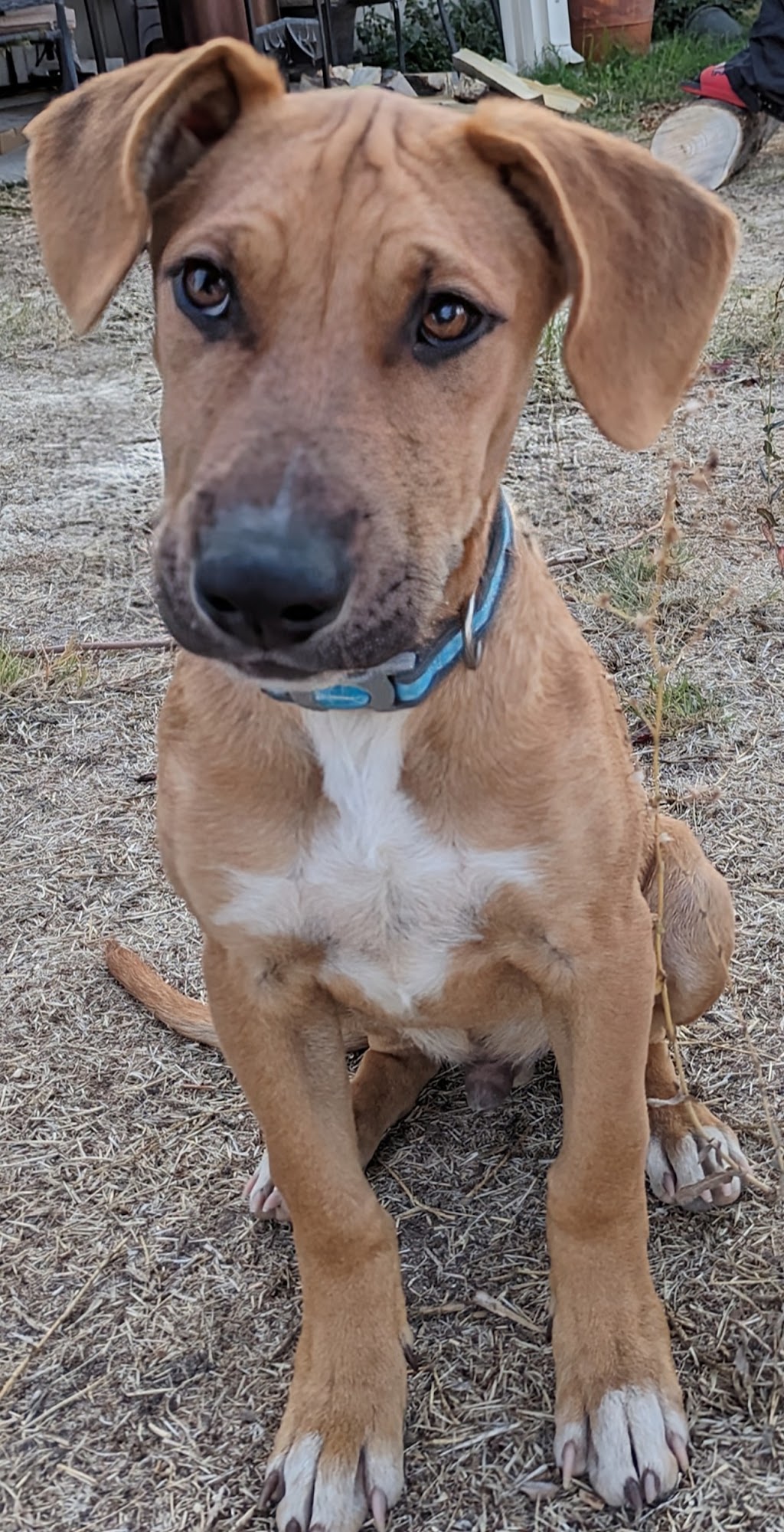 Madera County Animal Services Madera