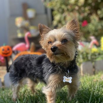 A & L Purr D Paws Madera