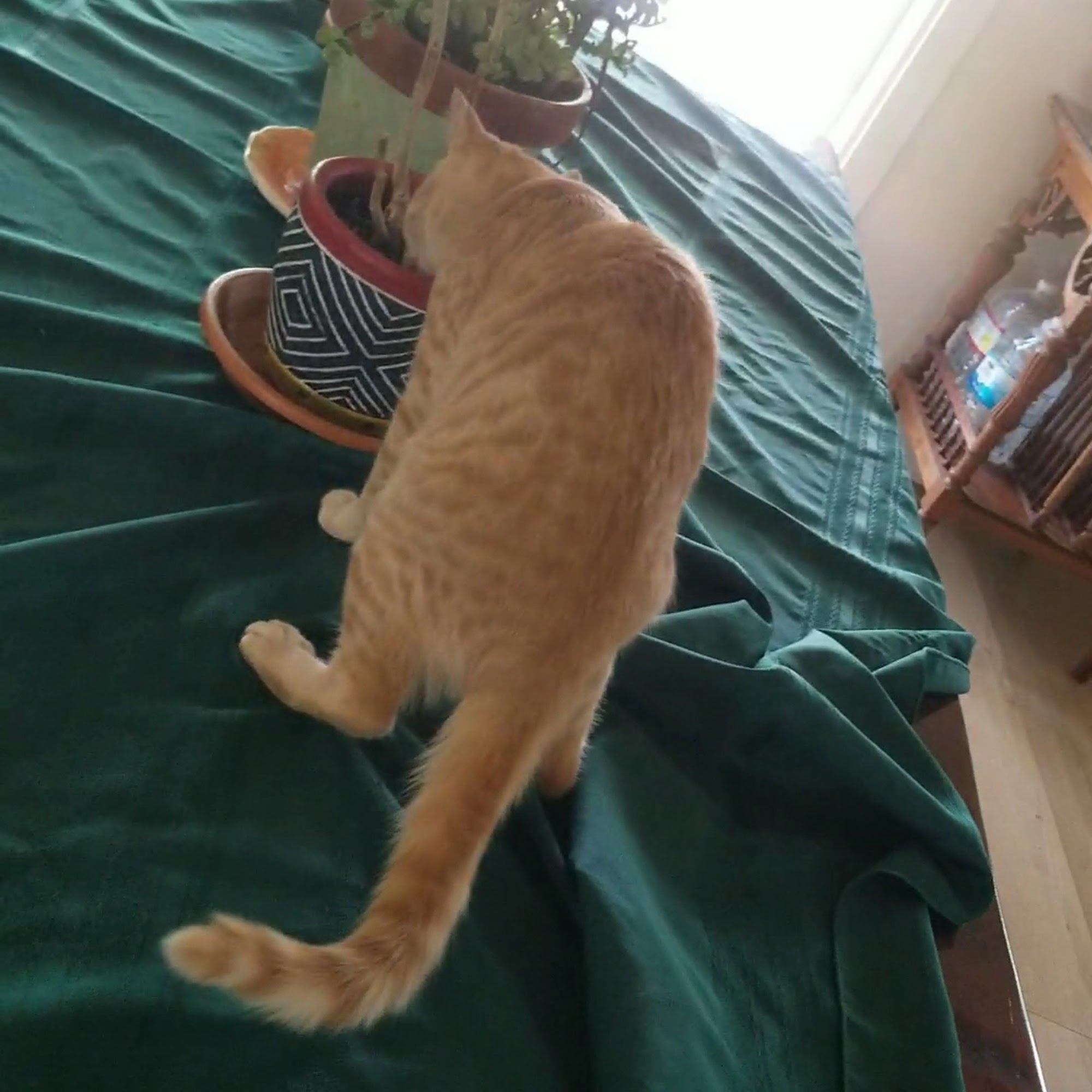 Whispering Pines Pet Clinic Magalia