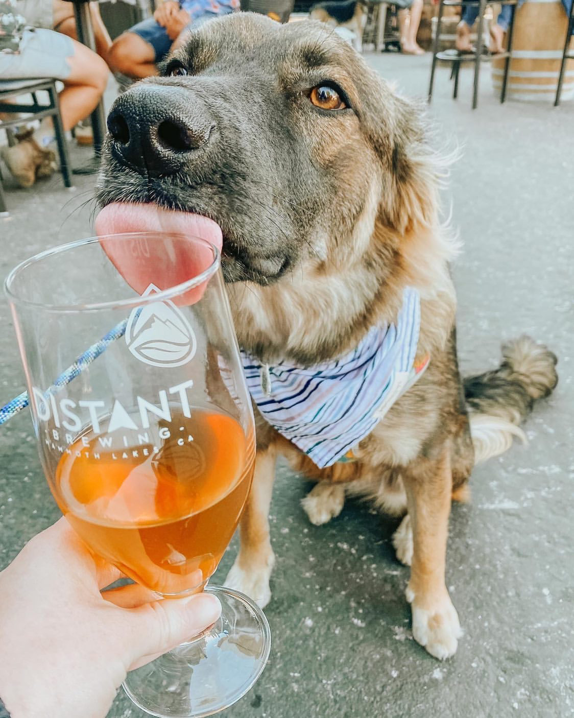 Distant Brewing Mammoth Lakes