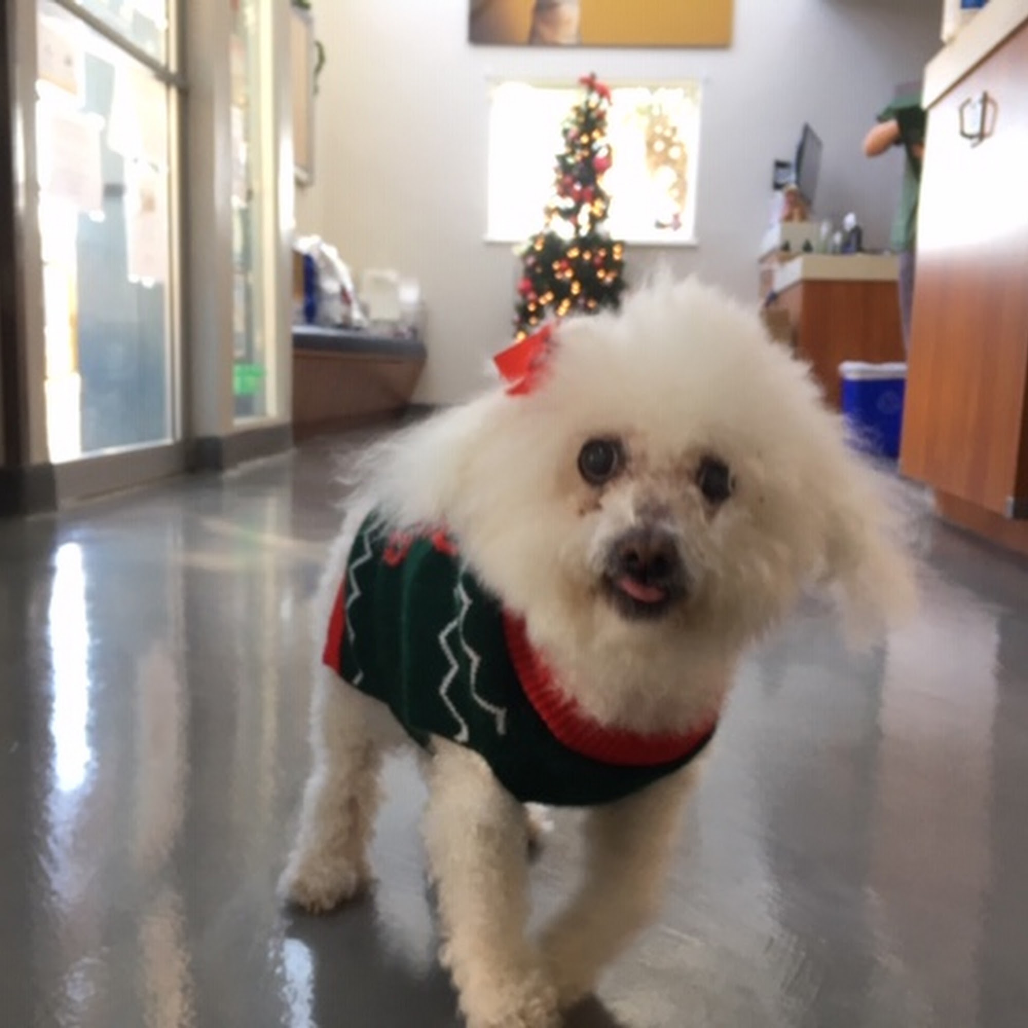 Bay Animal Hospital Manhattan Beach