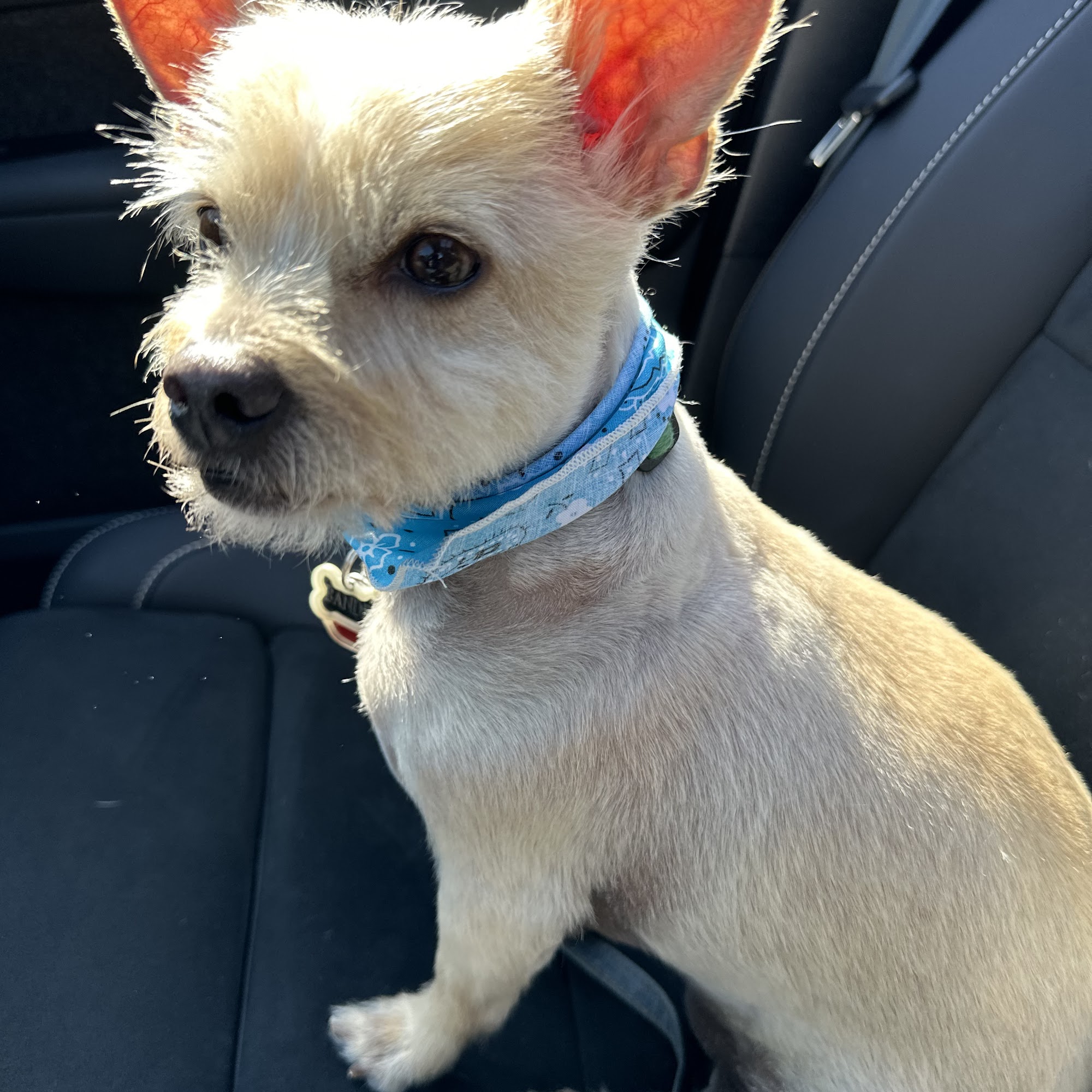 Bubbles Pet Spa Manhattan Beach