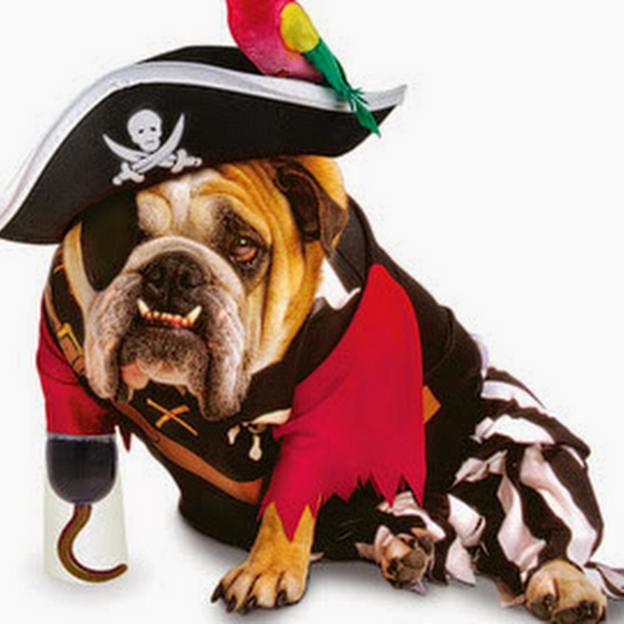 Melissa's Mutt Hutt & Cat Shack Manhattan Beach