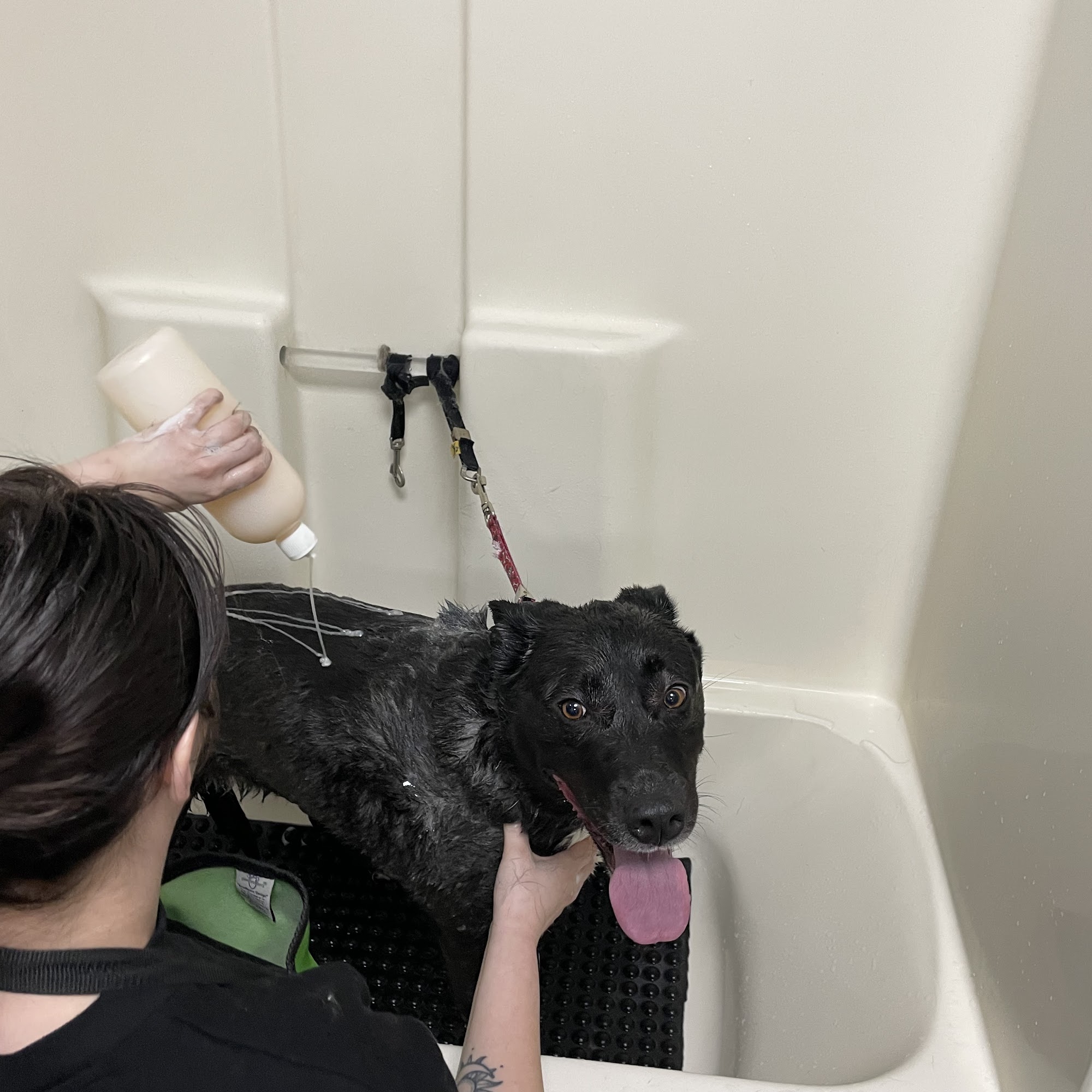 Jackie's Dog Grooming Manteca