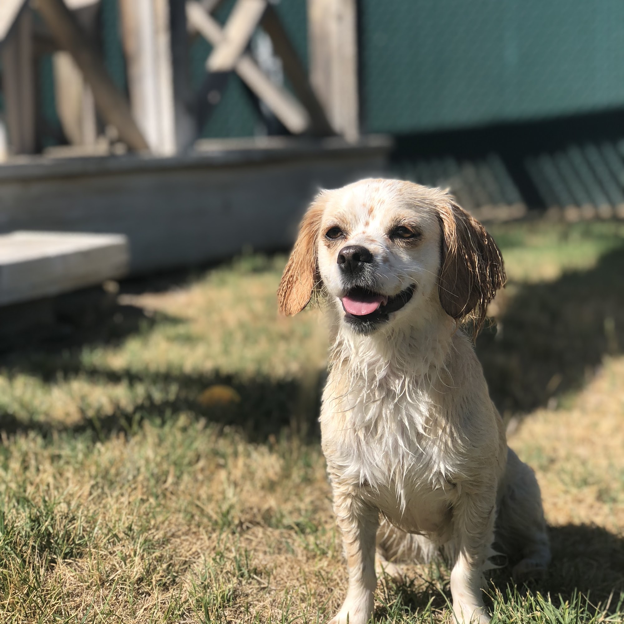 Dirty Paws Pet Salon Manteca