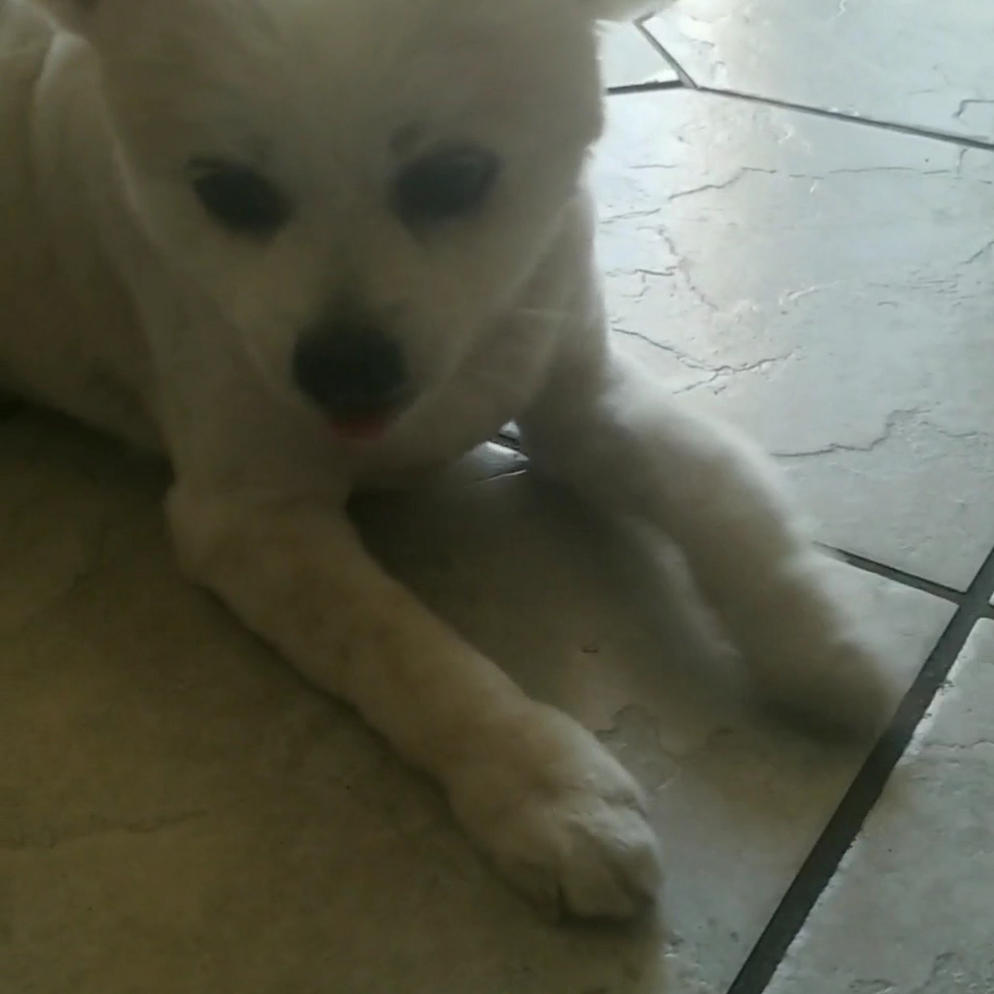 Dog's Day Out Manteca