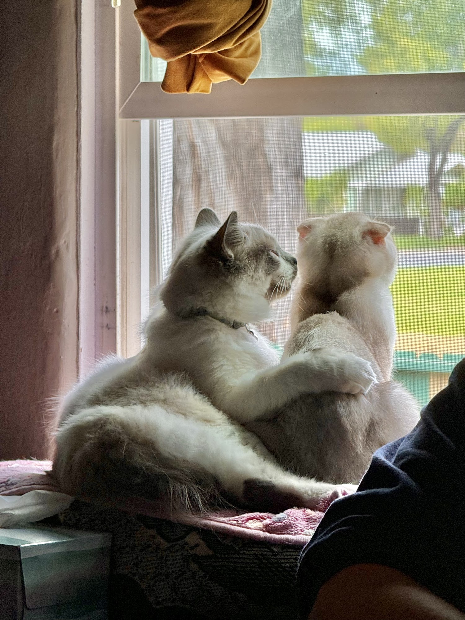 Orphan Kitten Rescue - Manteca Manteca