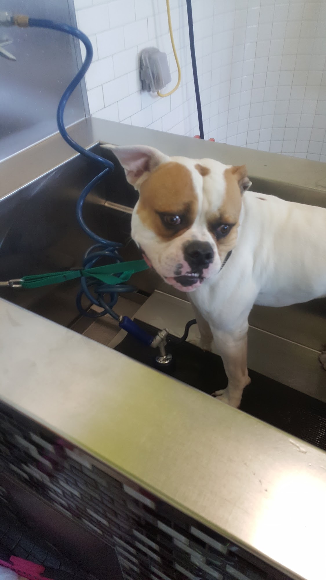 Unleashed by Petco Marina del Rey