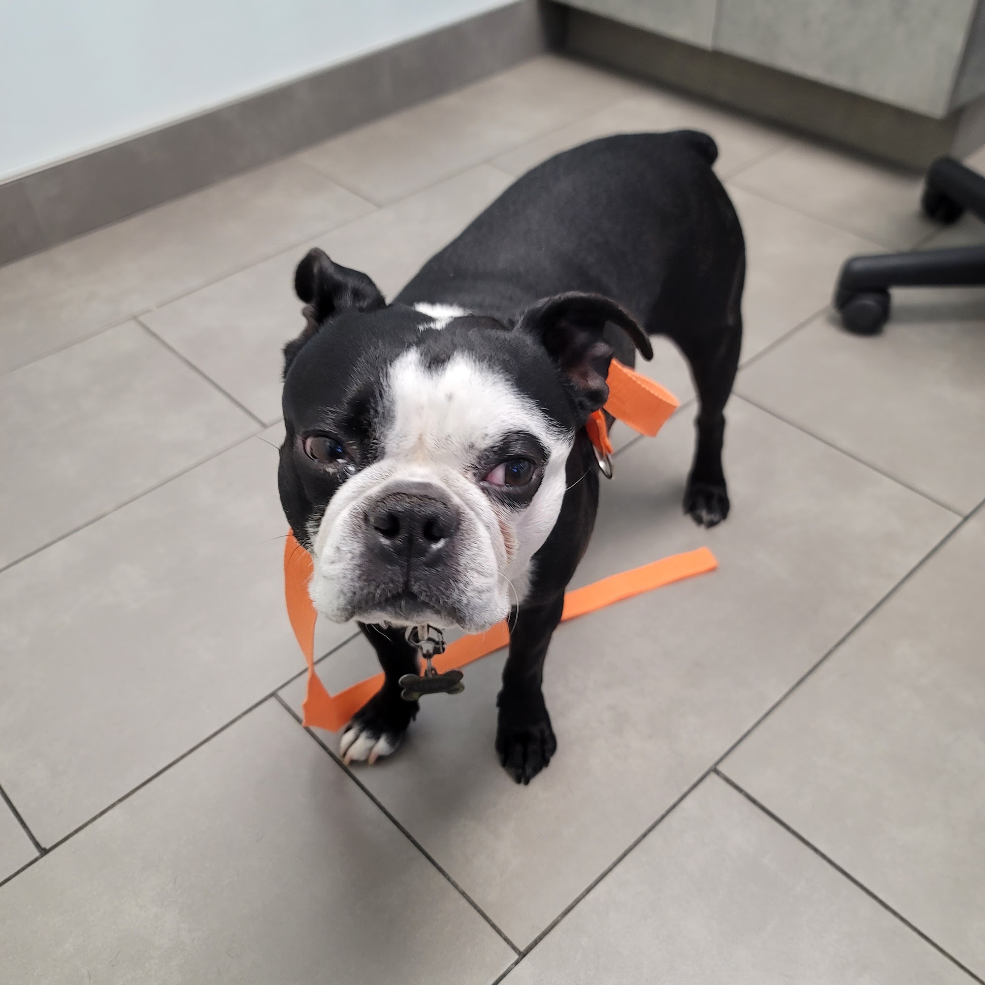 Animal Dermatology Clinic Marina del Rey