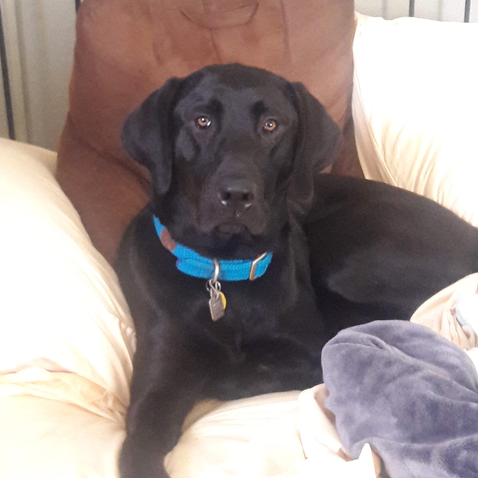 Marina Pet Hospital Marina