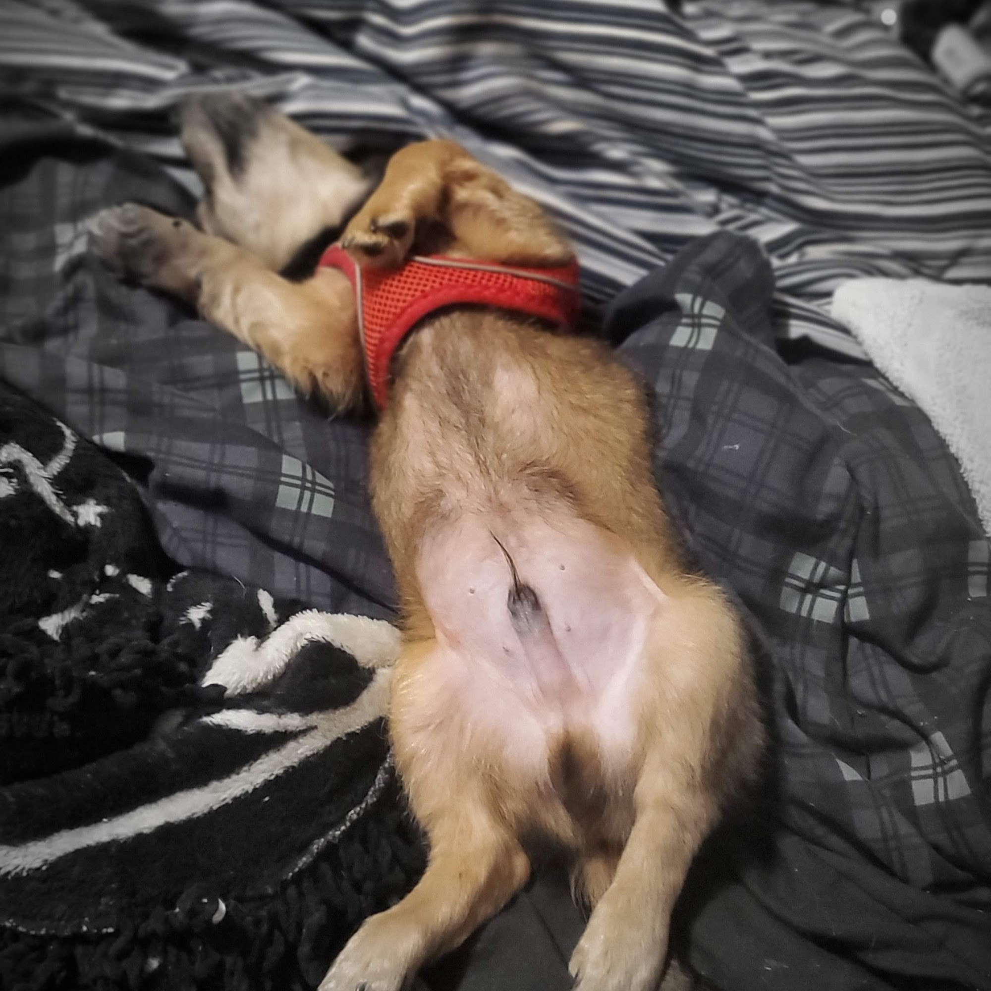 Ritter Animal Hospital Mariposa