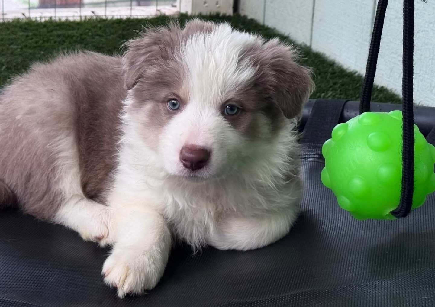 Team Reeves Ranch Mariposa