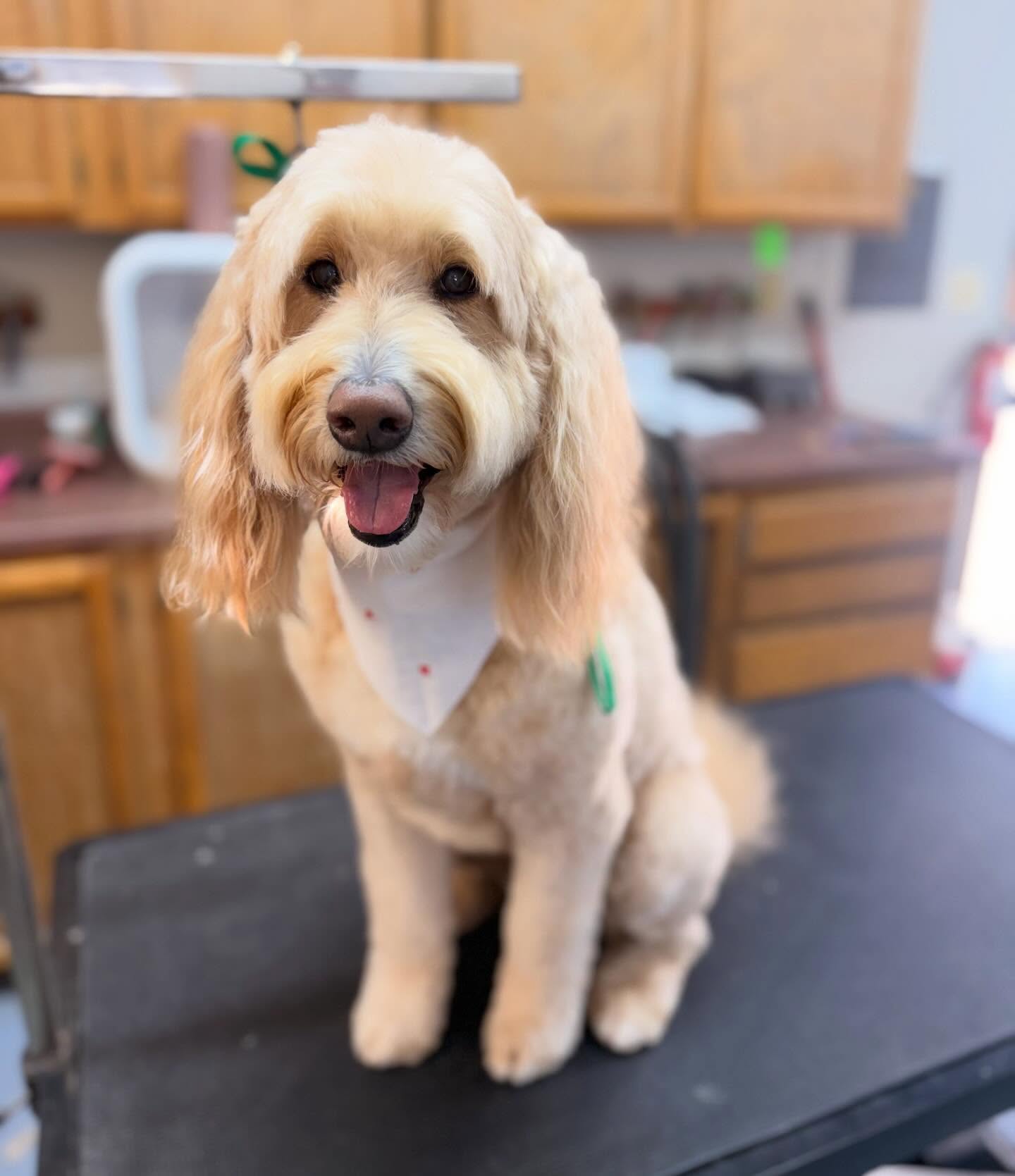 Love & Lavish Pet Spa McKinleyville