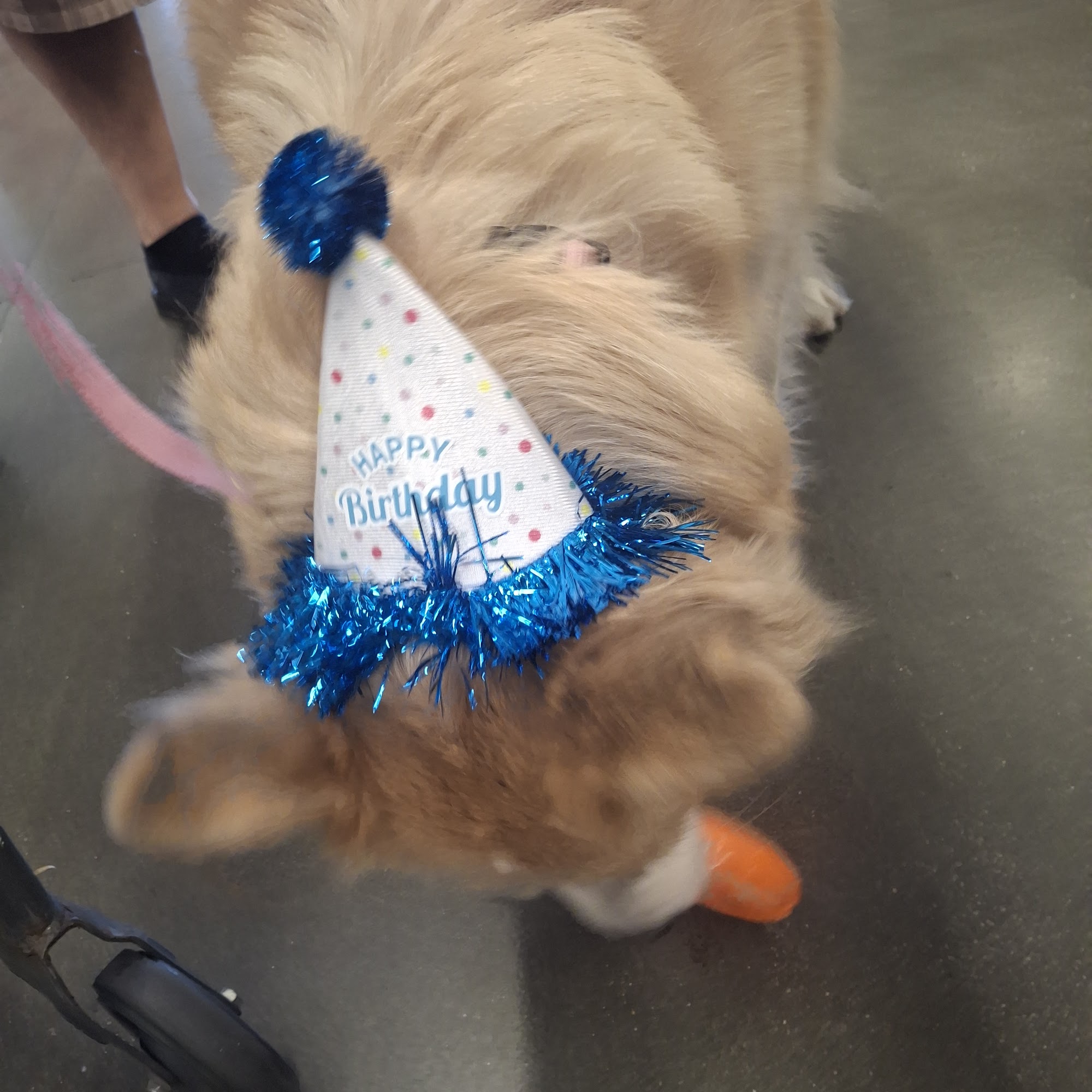 PetSmart Menifee