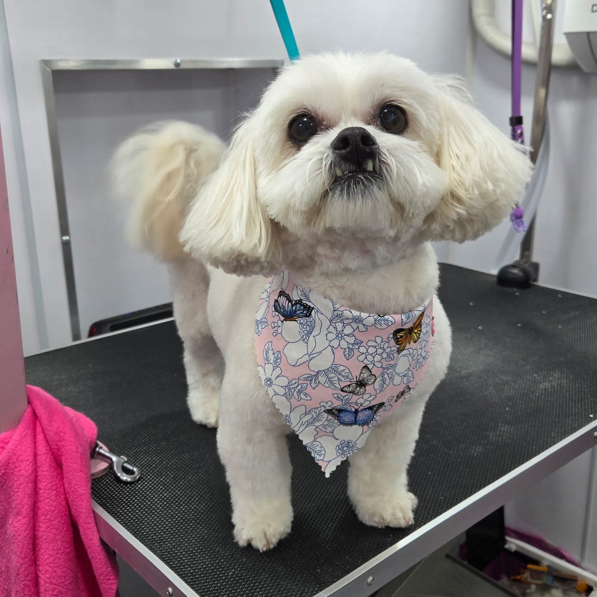 Menifee Animal Hospital Menifee