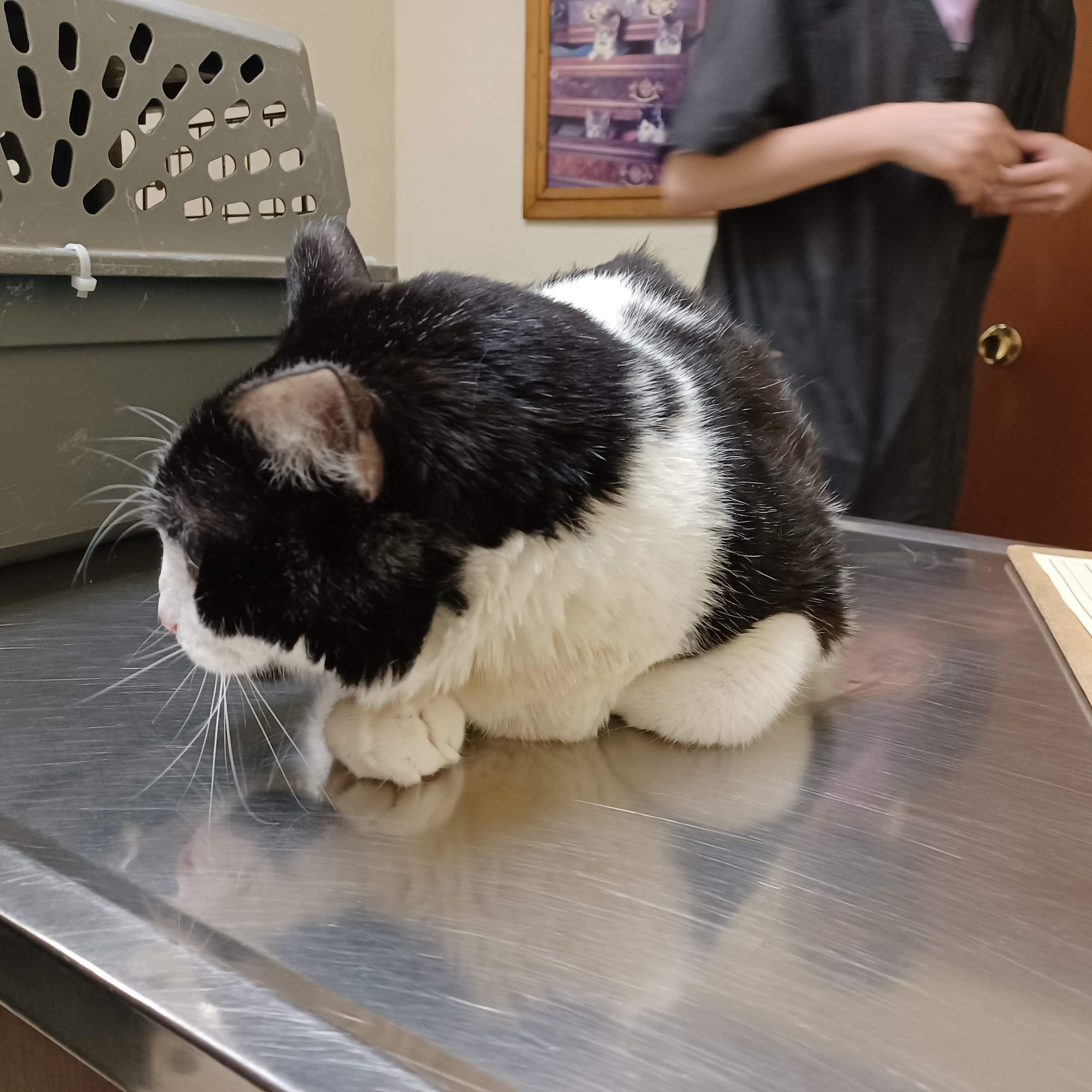 Sun City Veterinary Clinic Menifee