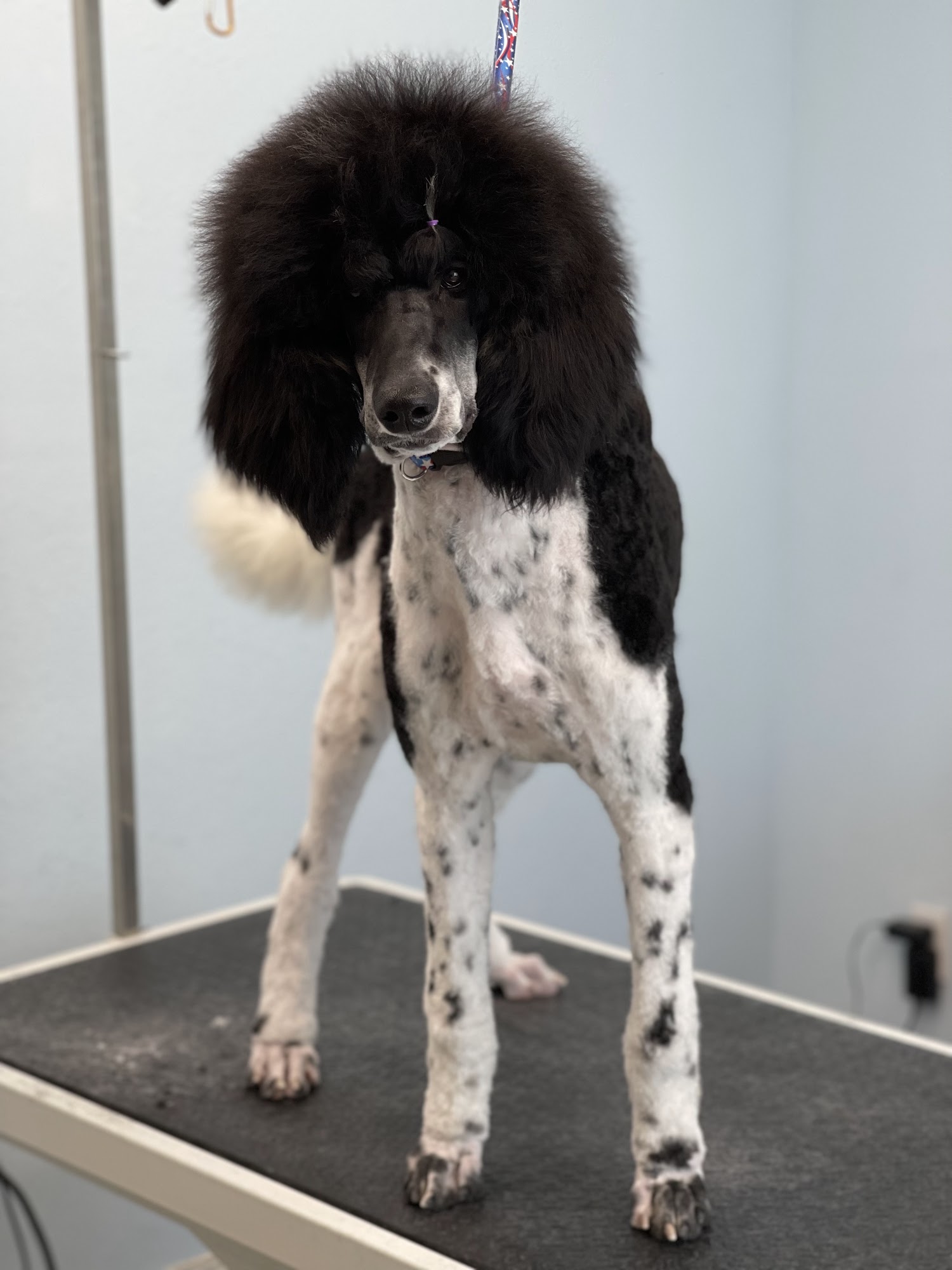 Pink Poodle Grooming Menifee