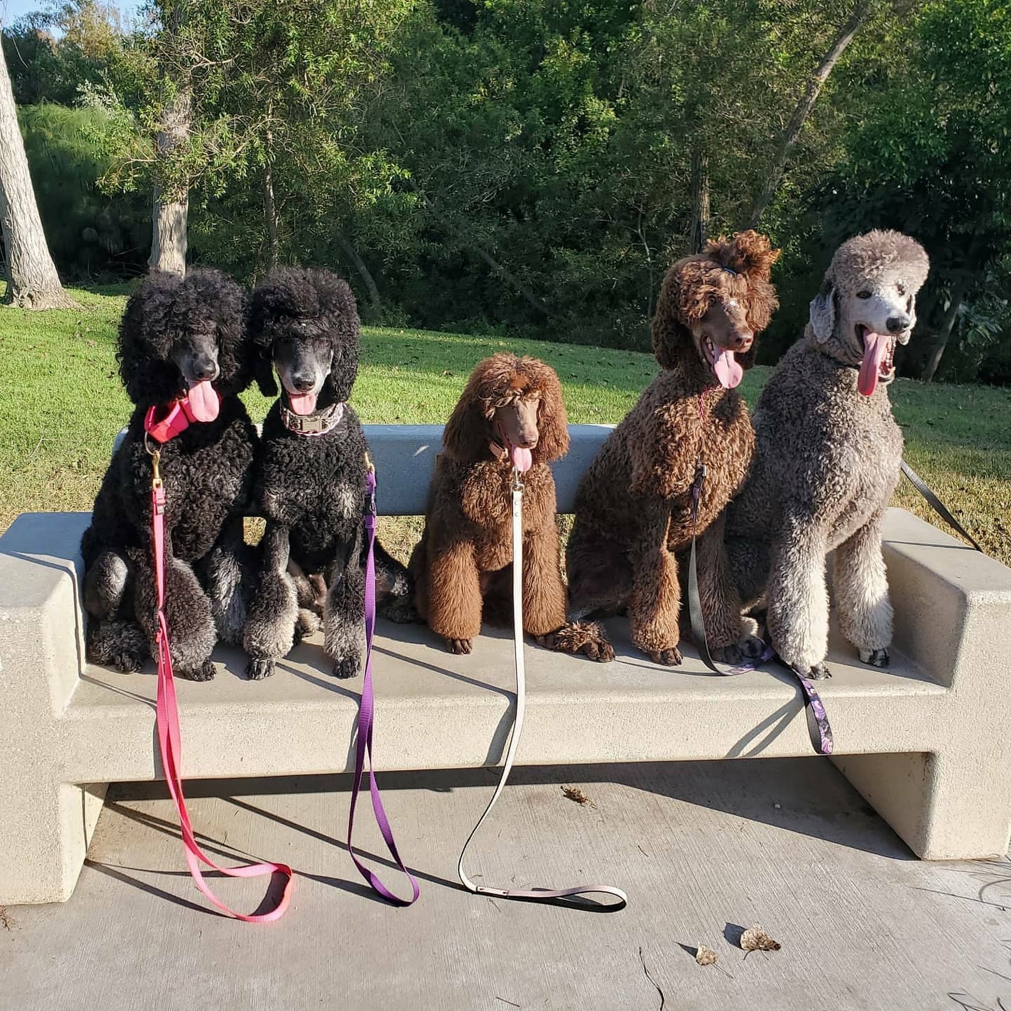 Pink Poodle Grooming Menifee