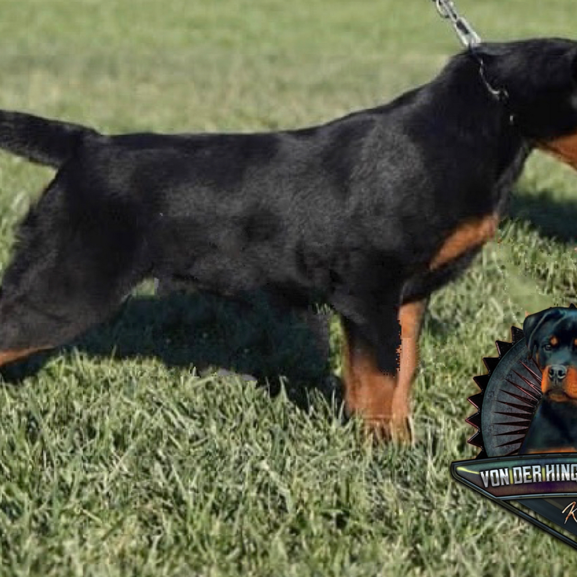 Von Der Hing Rottweilers Menifee California 92584