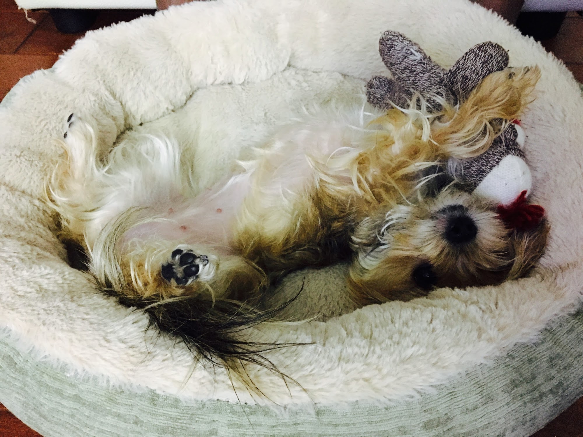 Peninsula Pet Hospital Menlo Park